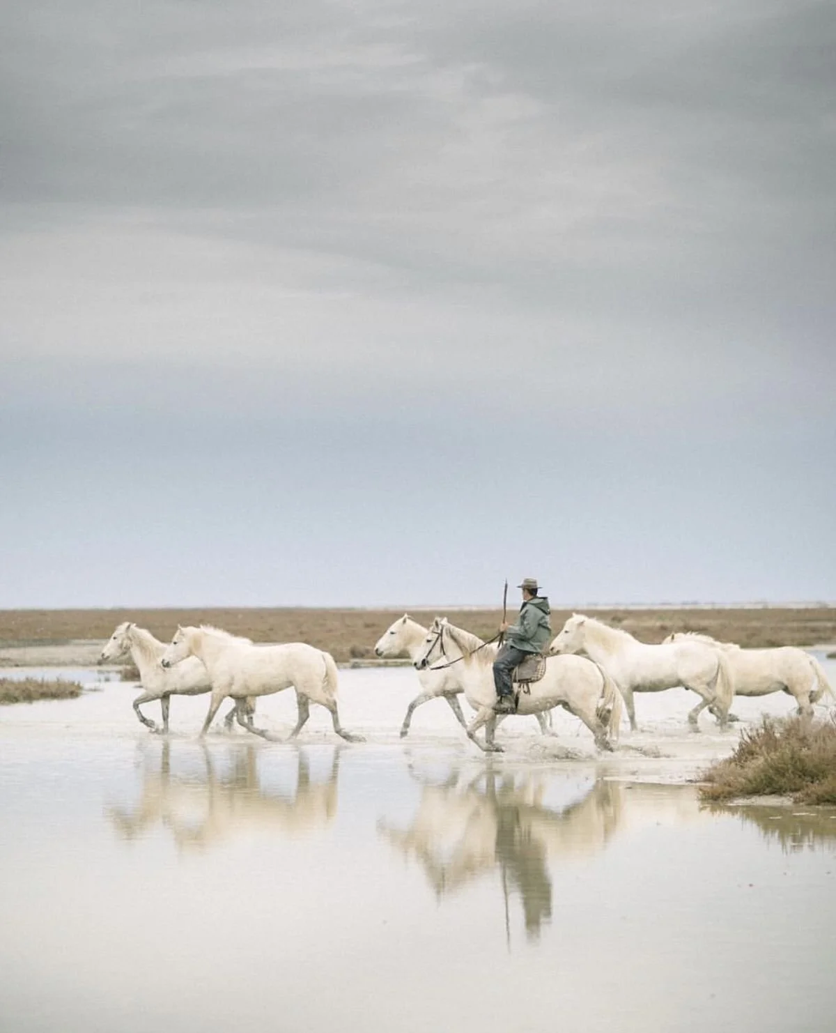 France carrousel site abondance Camargue.jpg