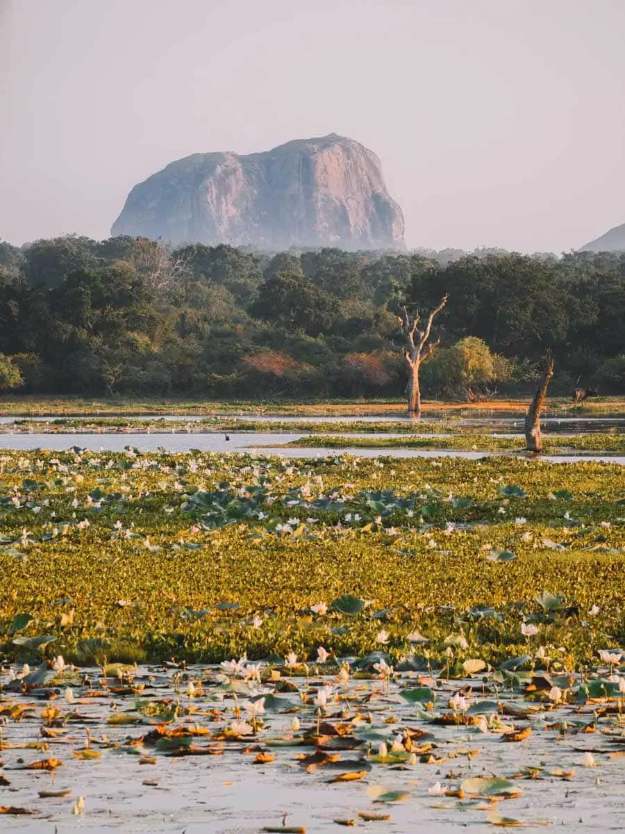 Landschap-Yala-National-Park-Sri-Lanka.webp
