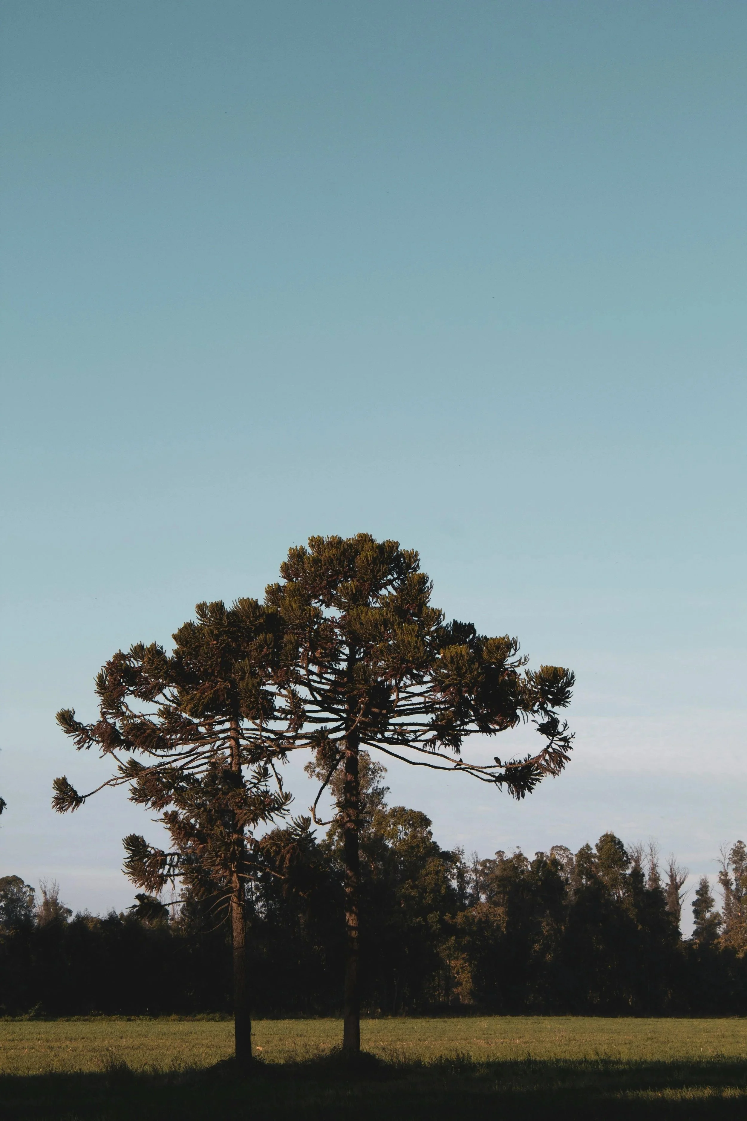 pexels-est_photography-nature-3170699-7563383.jpg