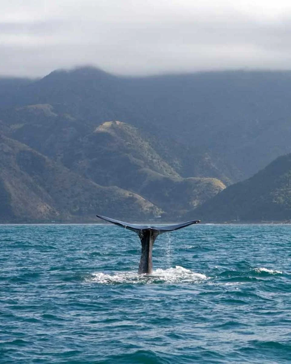 A-whale-tale-breaches-the-water-in-the-bay-around-Kaikoura-NZ-a-seen-on-a-whale-watching-tour.jpg.webp