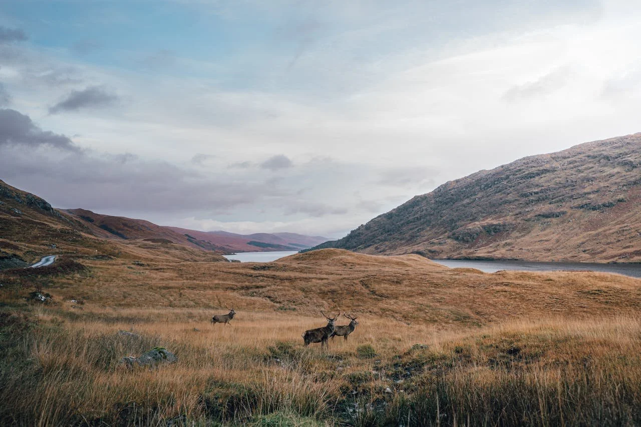 Paysages sauvages des Highlands écossais