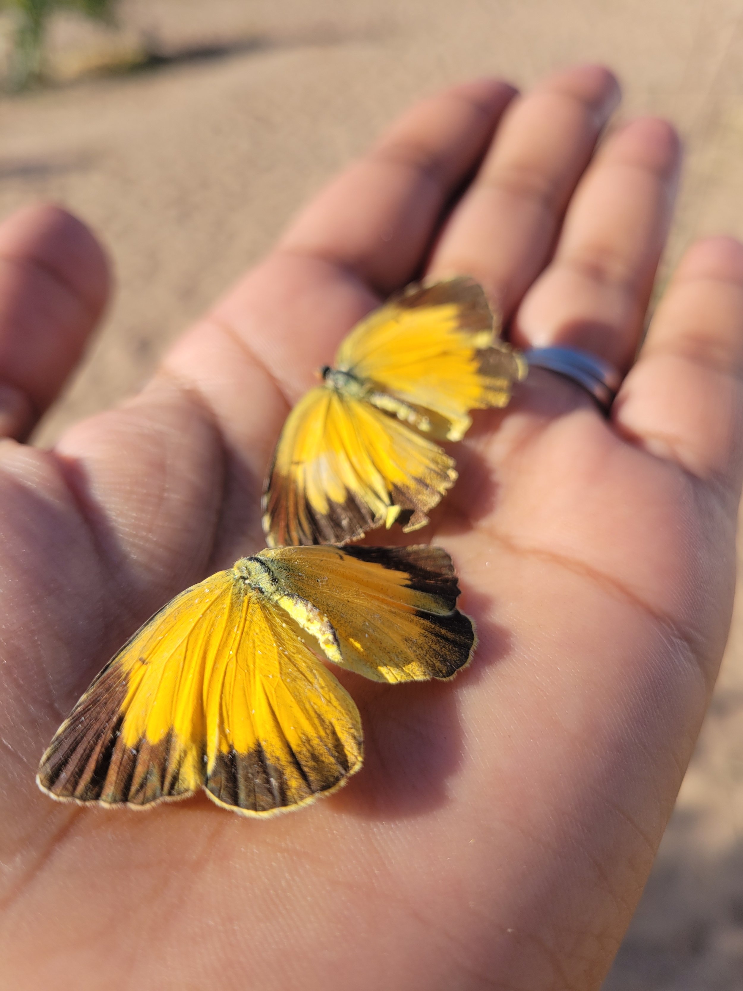 Butterflys Astrology In The Wild