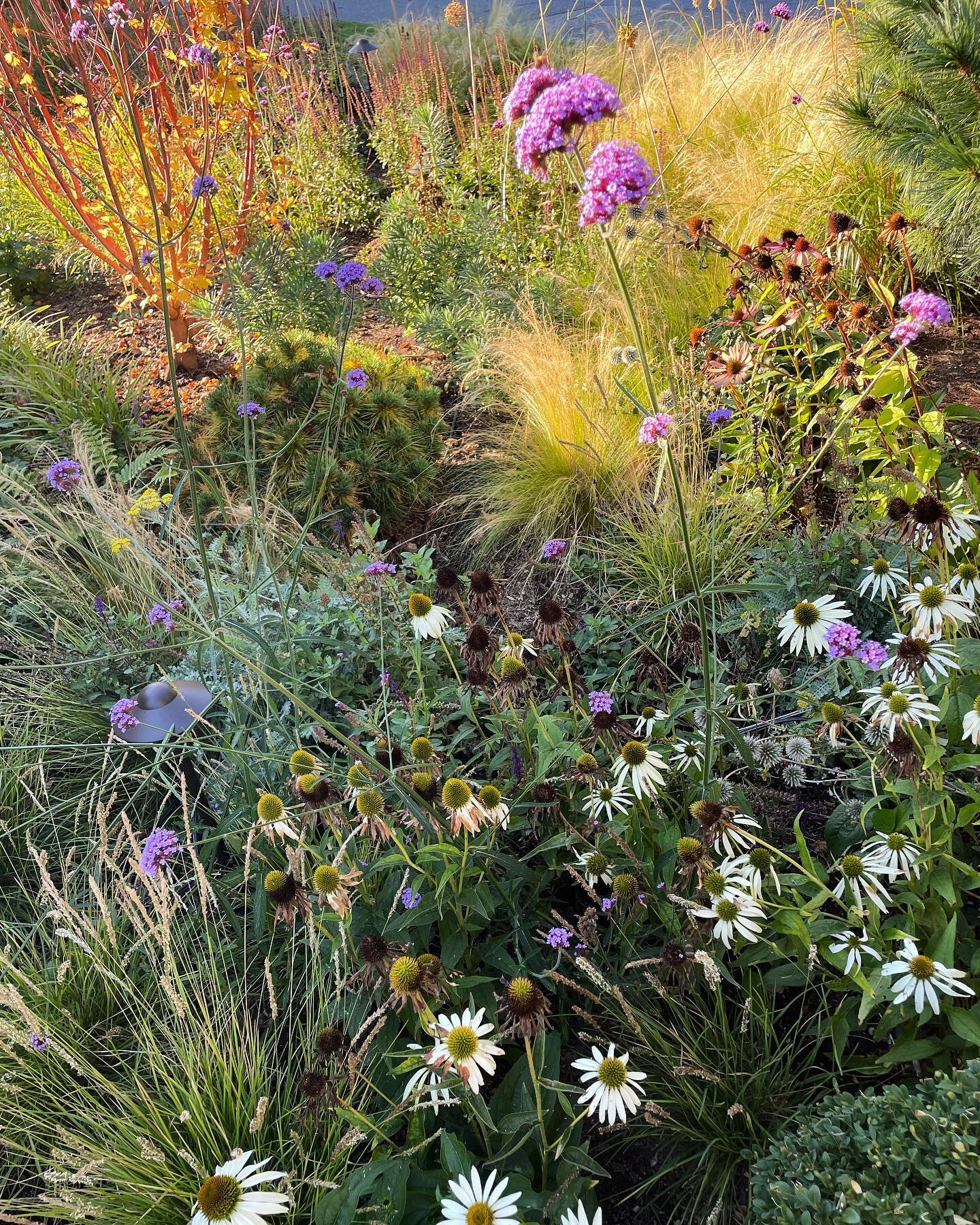 Thrilled with this planting we laid out and planted earlier this year!
.
.
.
.
.
.
.
.
.
#plants #perennialgarden #perennials #green #landscapedesign #gardendesign #gardendesigner #gardendesignerofinstagram #fall #autumn #aesethetic #garden #gardenli