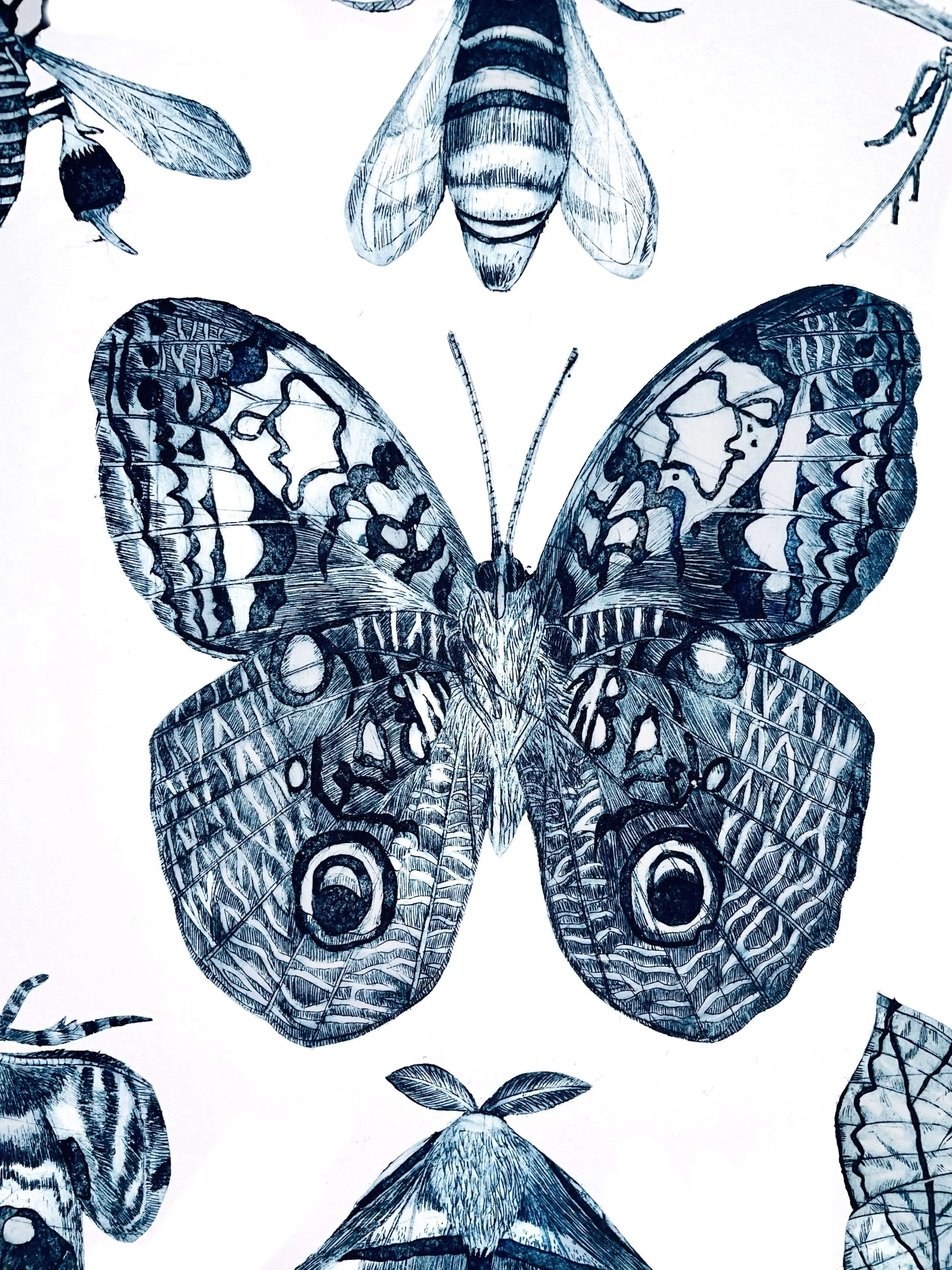 Children's book and nature illustration — Caroline Rudge