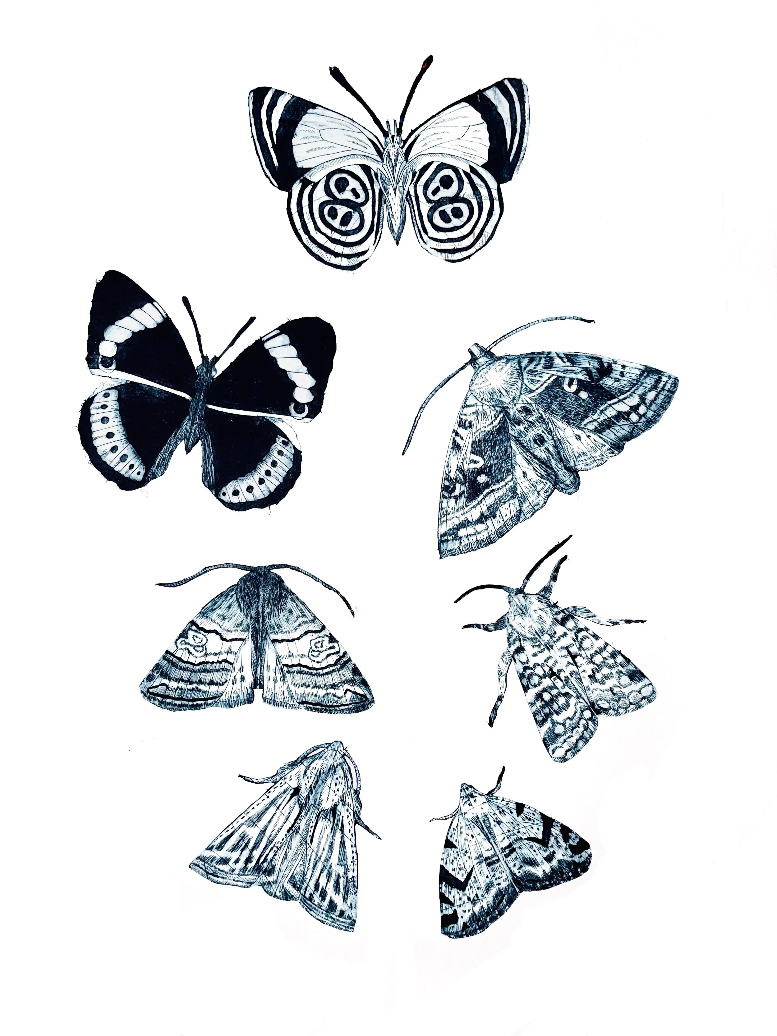 Tetrapak Printmaking - Lovely Lepidoptera — Caroline Rudge