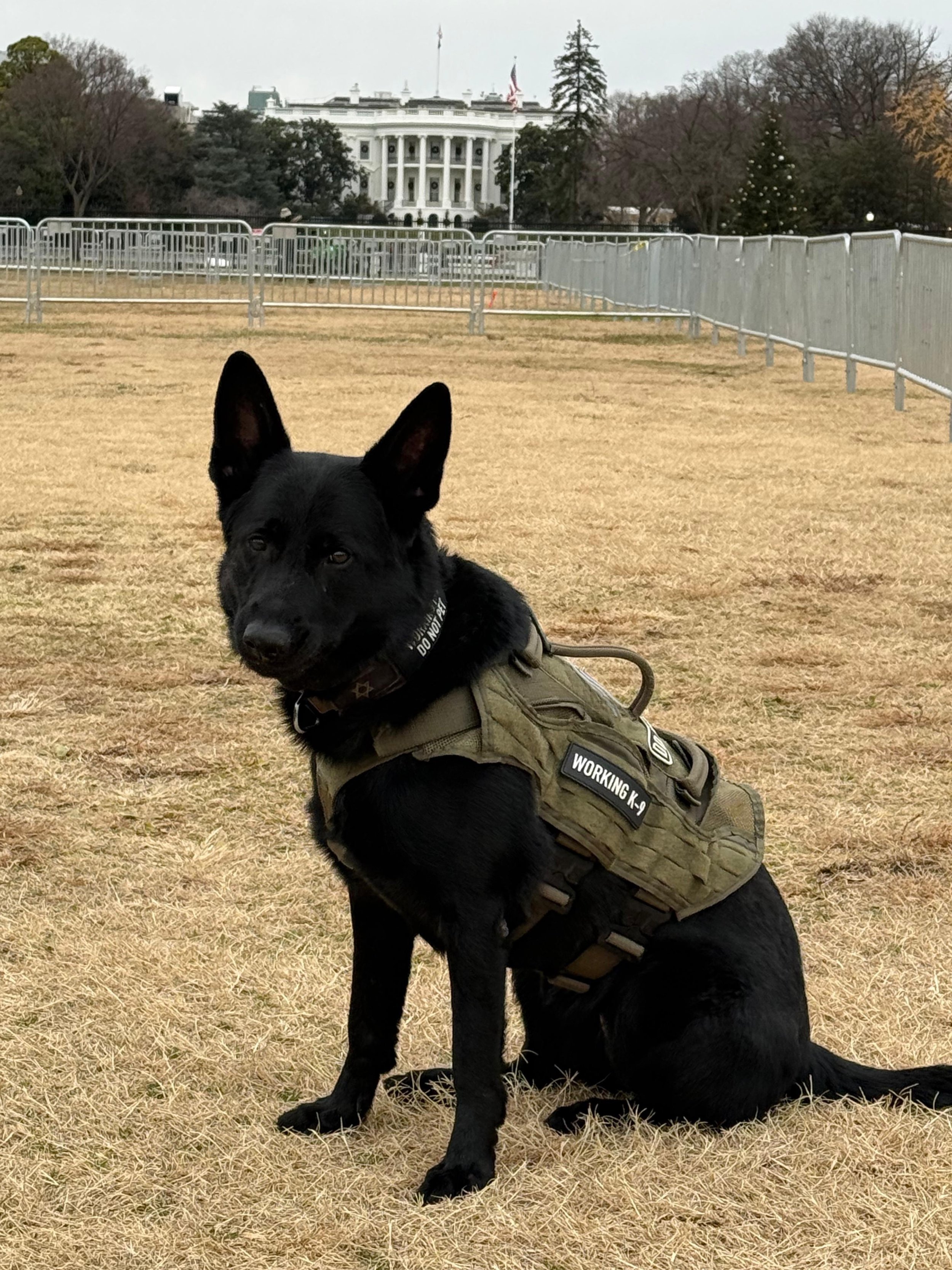 K9 Abby Enters Service