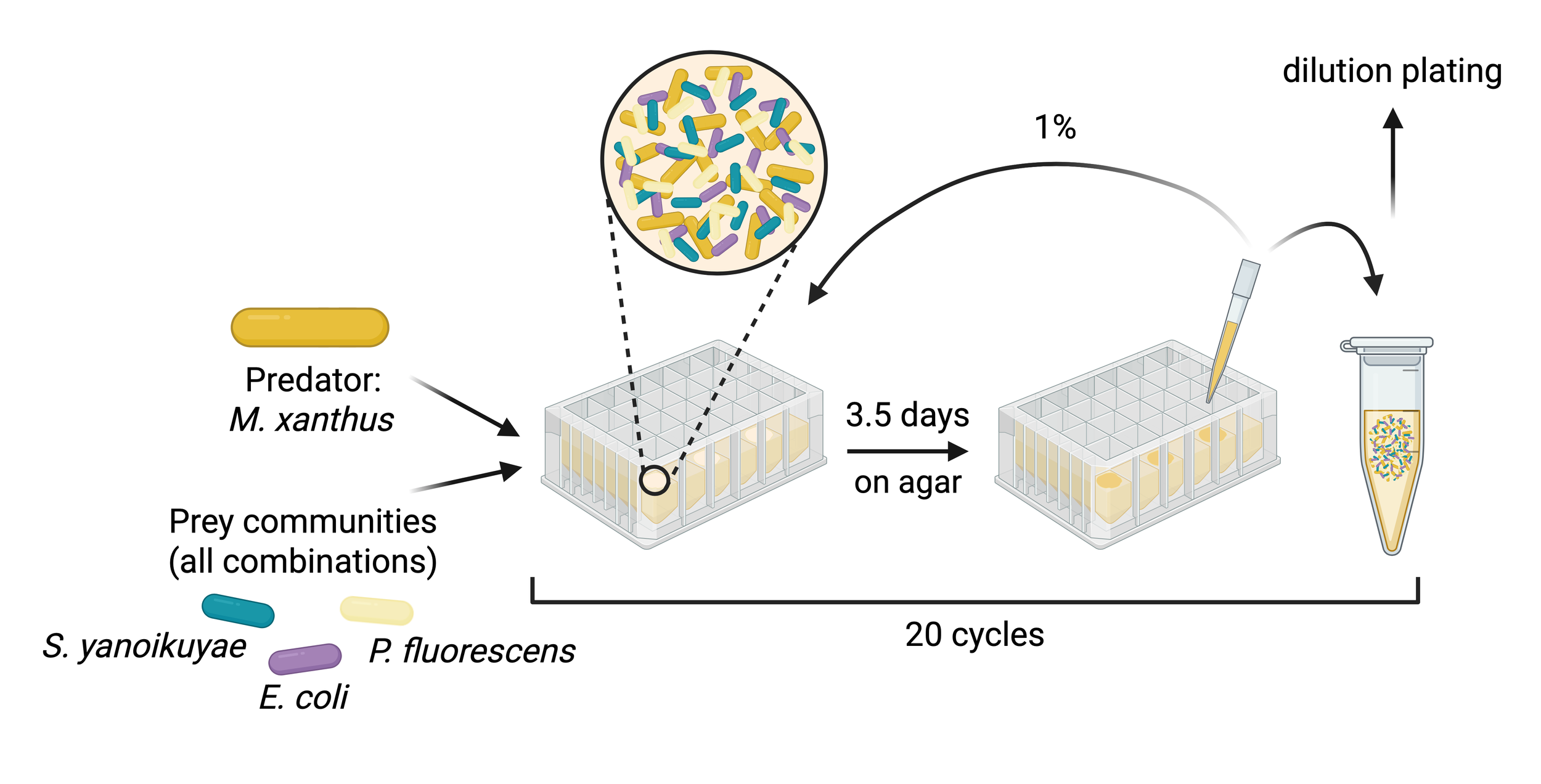 MyxoEE-Community experimental design