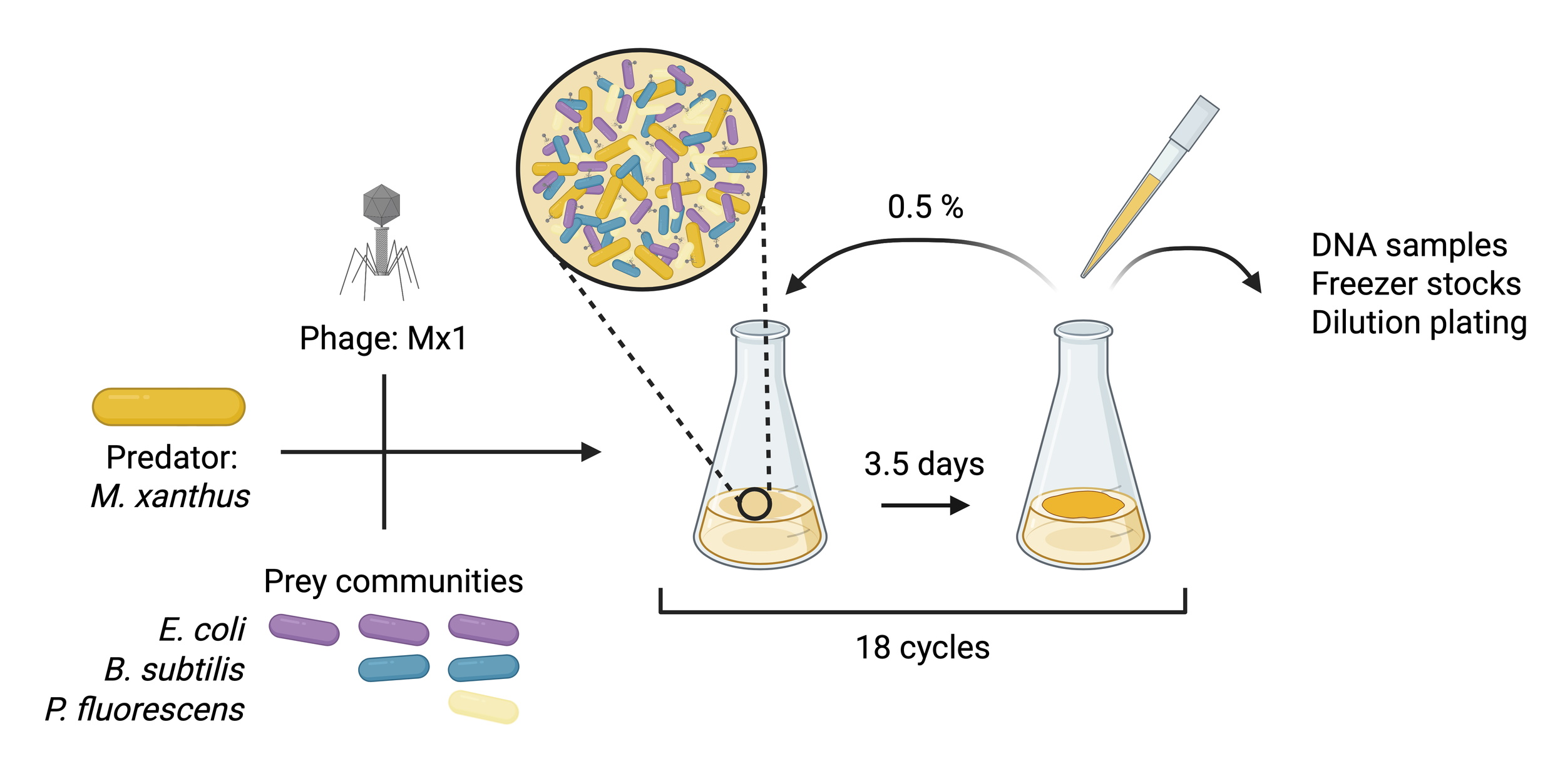 MyxoEE-PPP experimental design