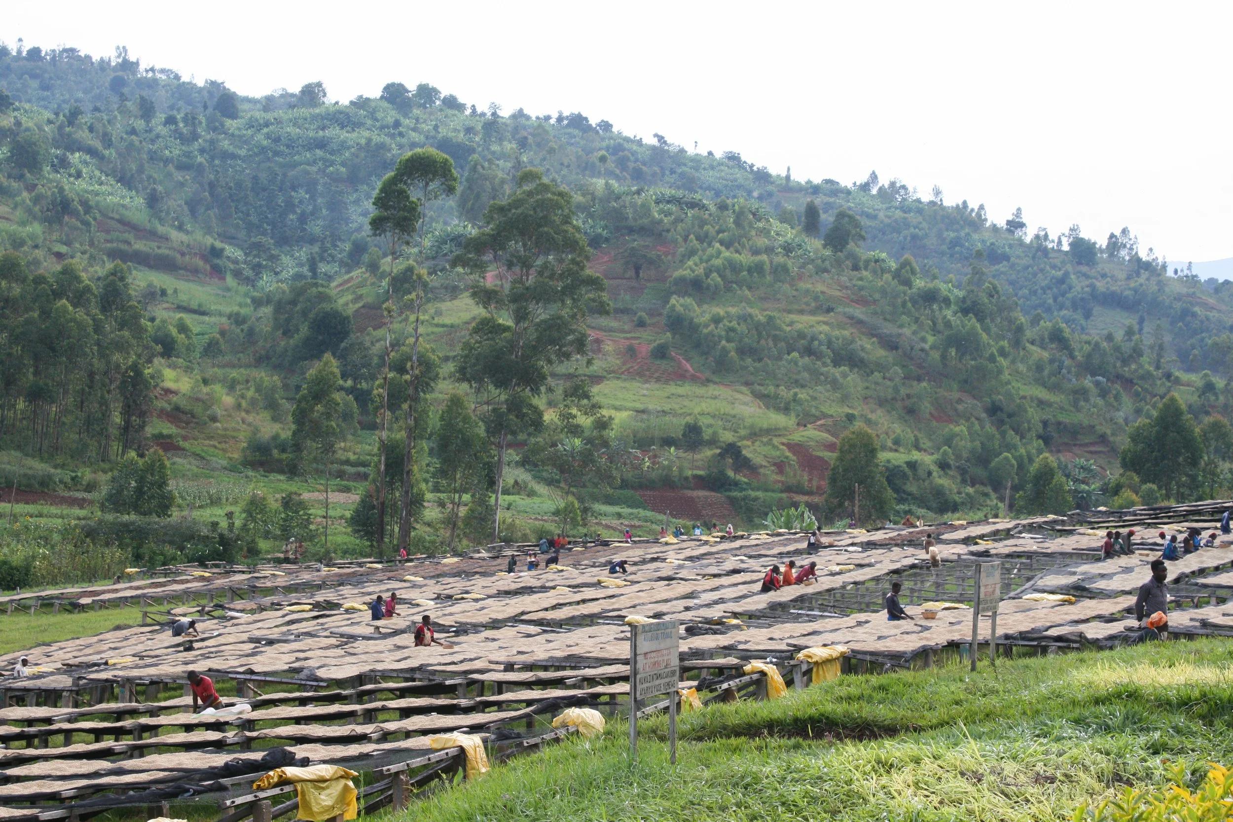 Cafe_Imports_Burundi_Gakenke-2-2026-04-30-134527.jpg