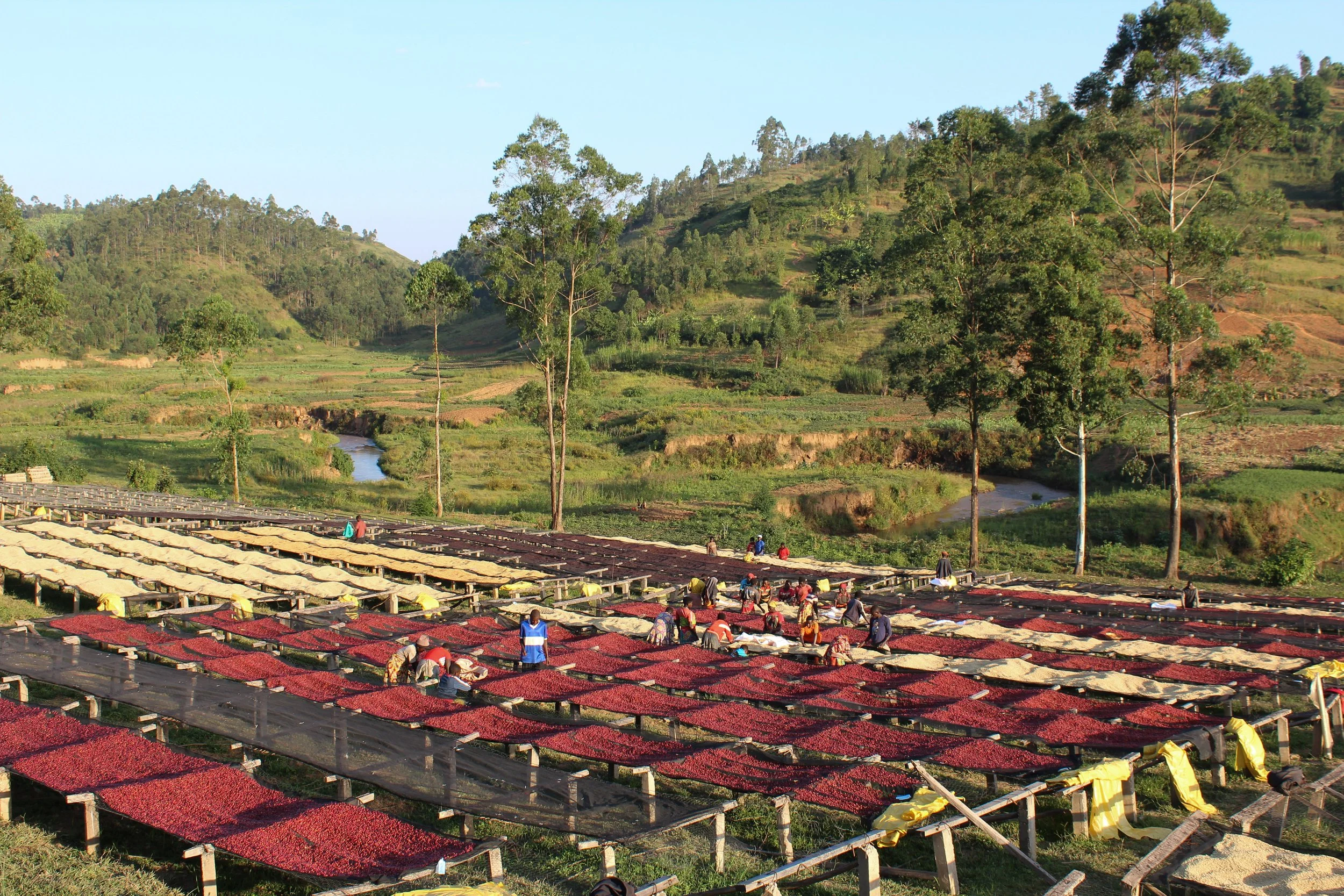 Cafe_Imports_Burundi_Gakenke-1-2026-04-30-134528.jpg