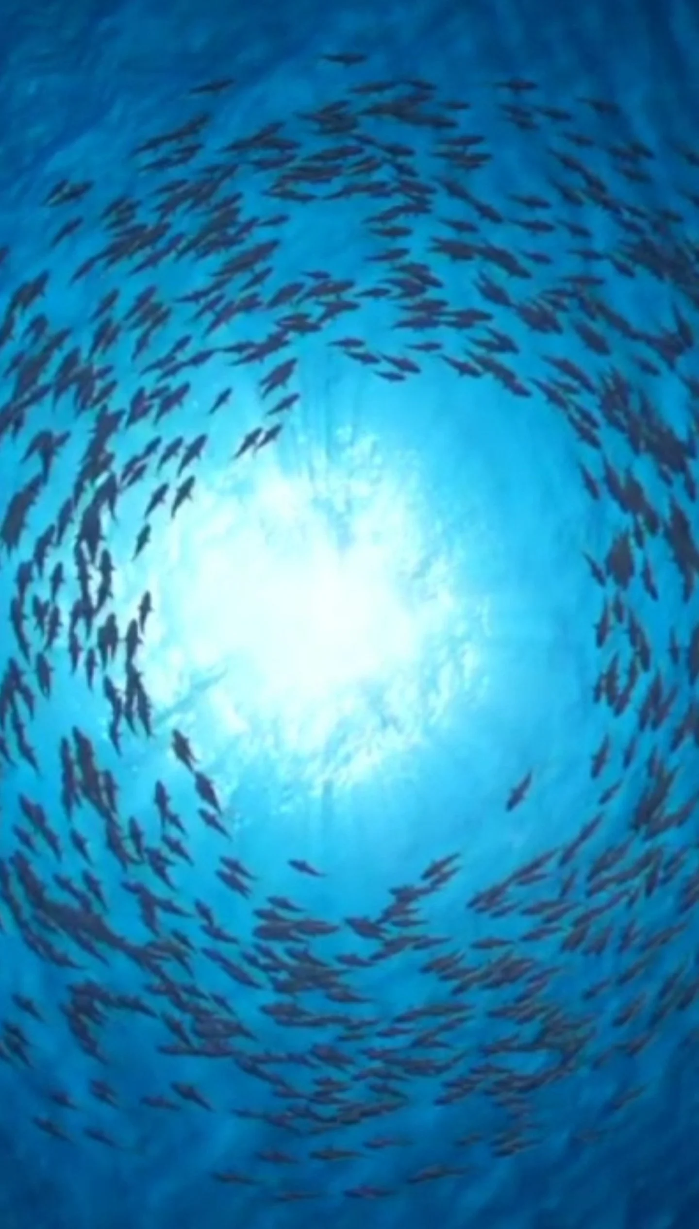 circling fish jpeg background.jpg