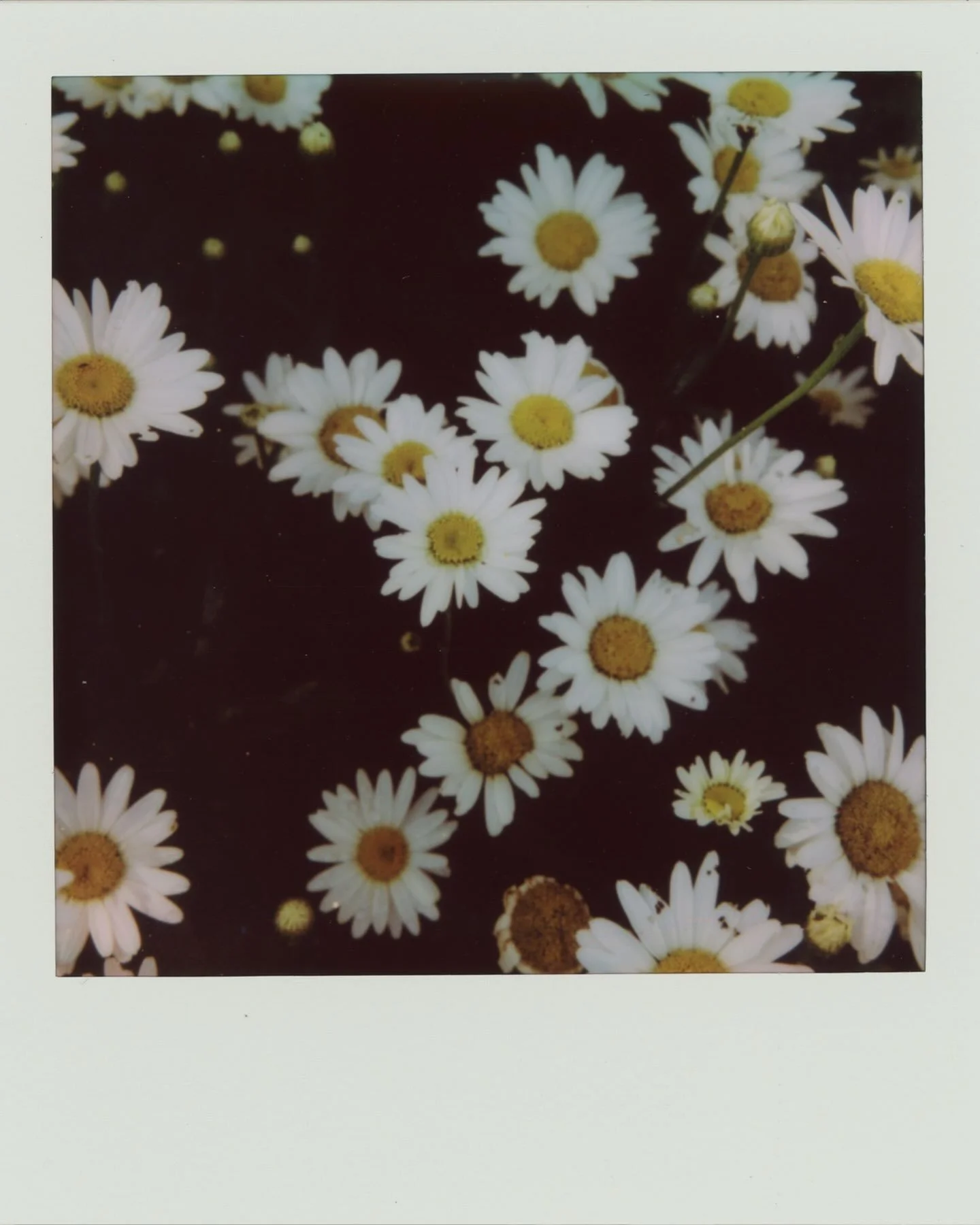 Grow Gently

Captured these daisies on a recent trip to Colorado. 

Would you put this print on your walls?