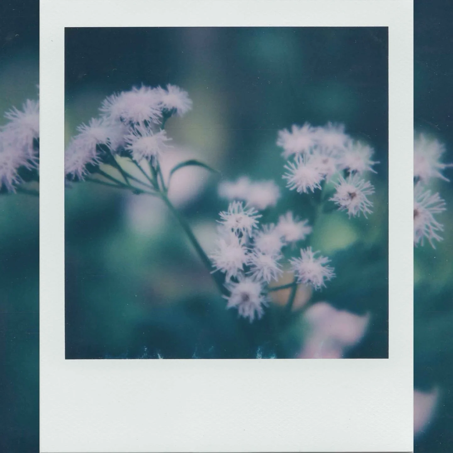 In a Subtle Way

The small  details in nature often passed over.  It takes intention, and an awareness to notice.  Love the colored rendered in this frame. The soft purples, the shades of green all make this image what it is. 🪄