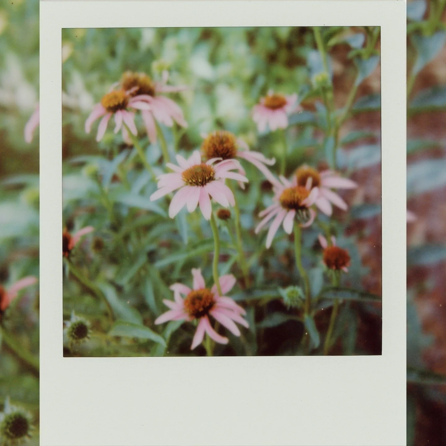 Purple coneflowers on instant film. The soft focus on an old camera and delicate petals fighting the summer heat make a sweet duo.