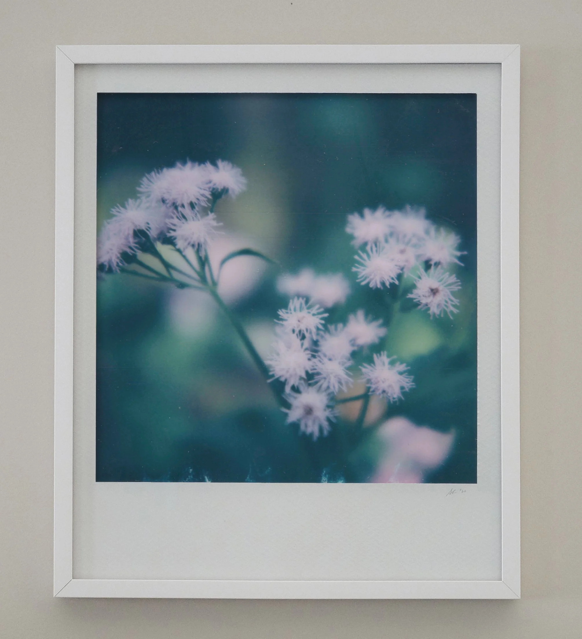 Close-up of delicate white flowers with thin petals against a blurred green and blue background.
