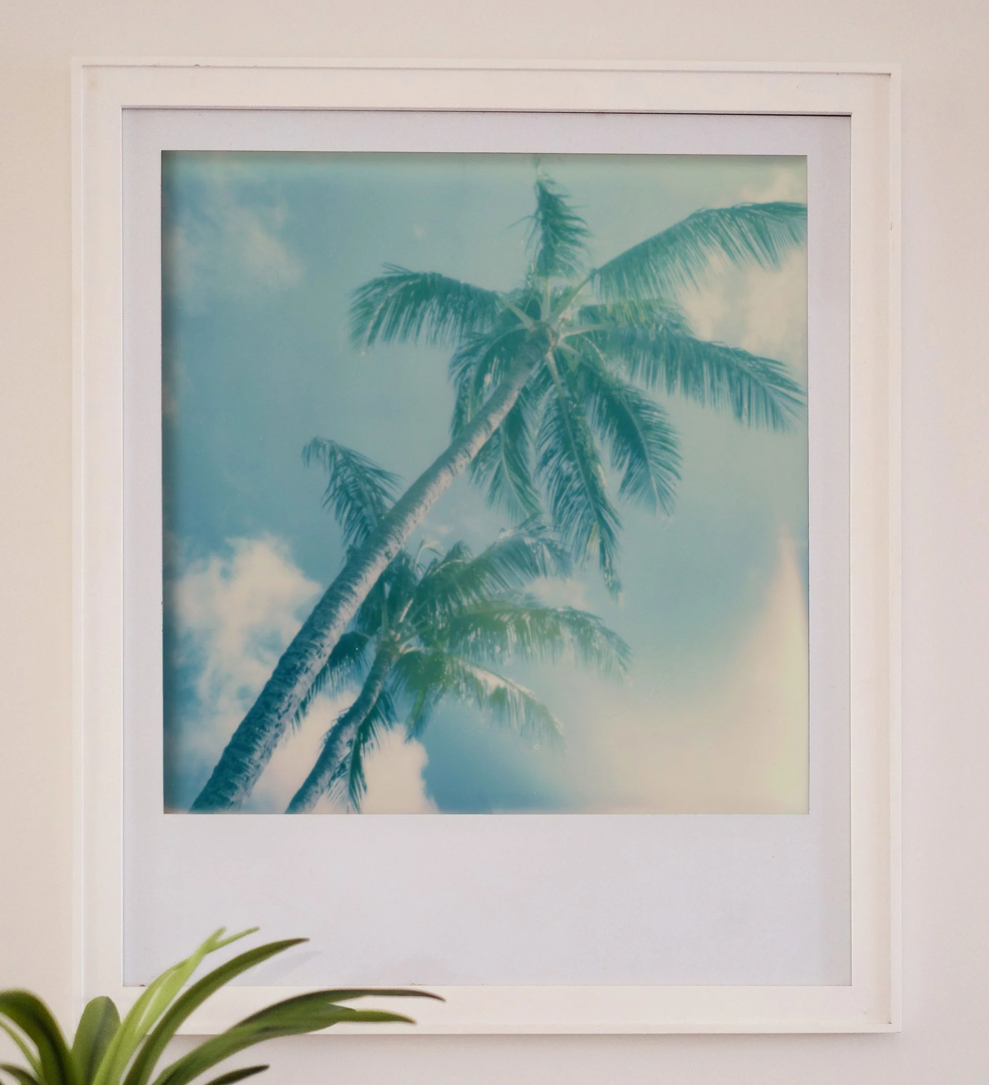 Framed picture of palm trees against a blue sky with some clouds, hanging on a white wall.