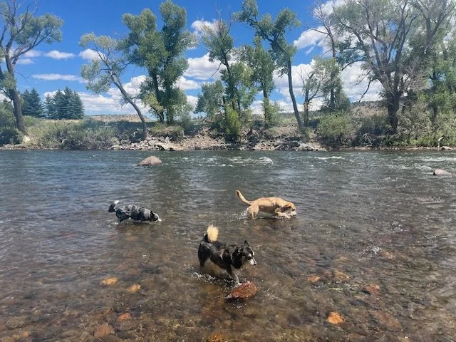 Wylie, Togo, and Dusty enjoying some Rio Grande river time