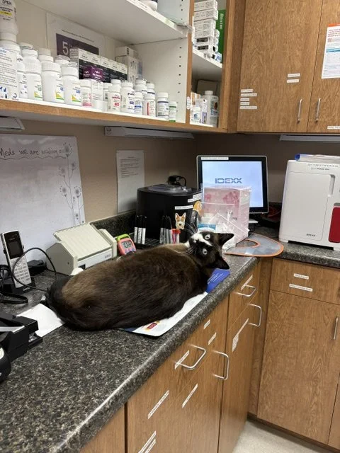 Would you like your prescription filled?