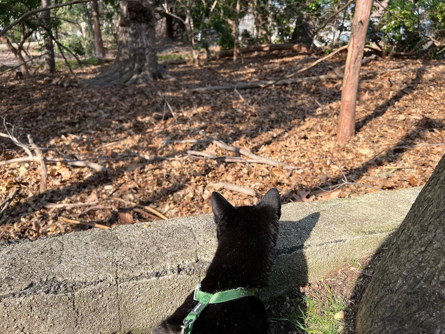 Nice weather means, I get to go outside. But I&rsquo;m not allowed to attack anything and that&rsquo;s not fair.