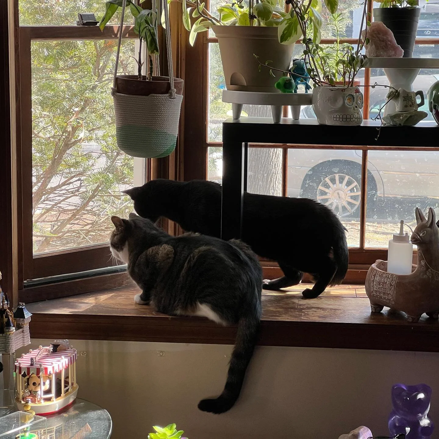 Brothers, doing what they enjoy. #catsofinstagram #adoptdontshop #blackcat #void #talon #william #cat