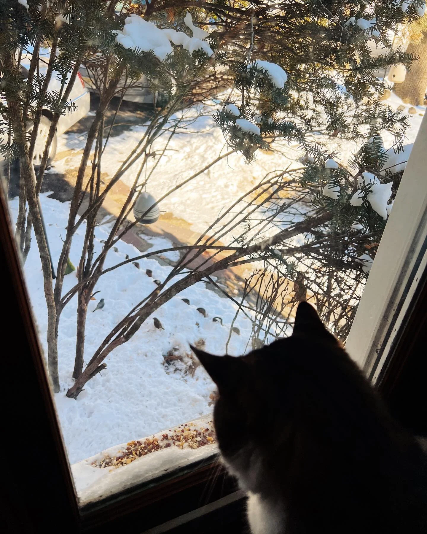 Bird watching, the sequel. This one features Talon #vsco #shotoniphone #adoptdontshop #talon #birdwatching #tabbycat