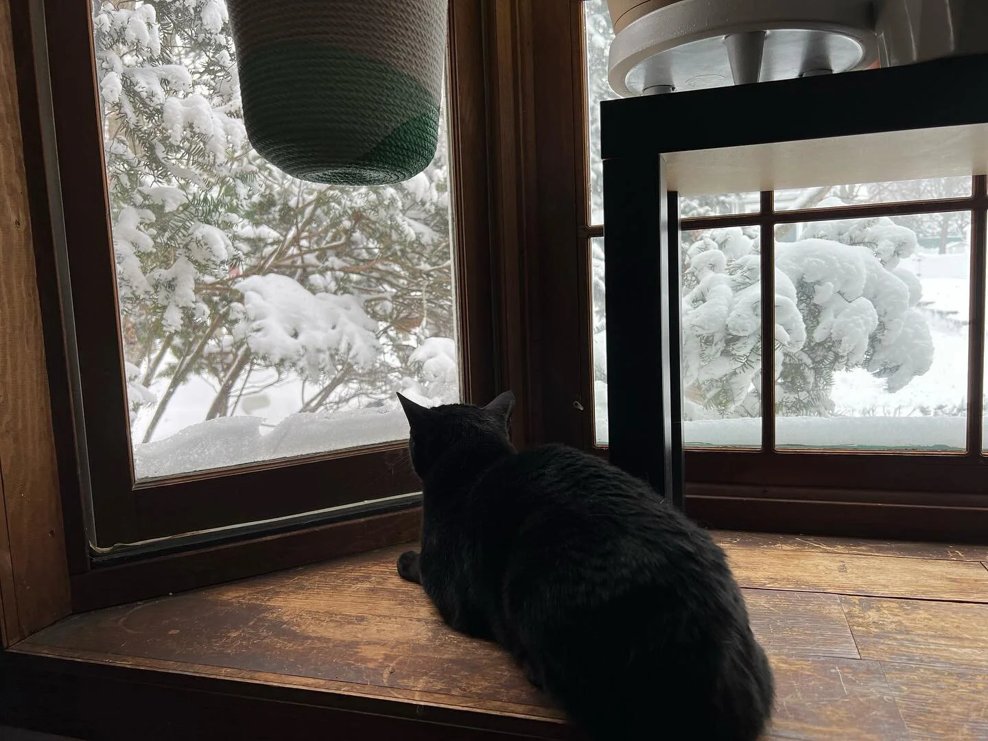 Mom accidentally left some birdseed near the window. So many birds!!! #shotoniphone #william #adoptdontshop #blackcat #void #birdwatching