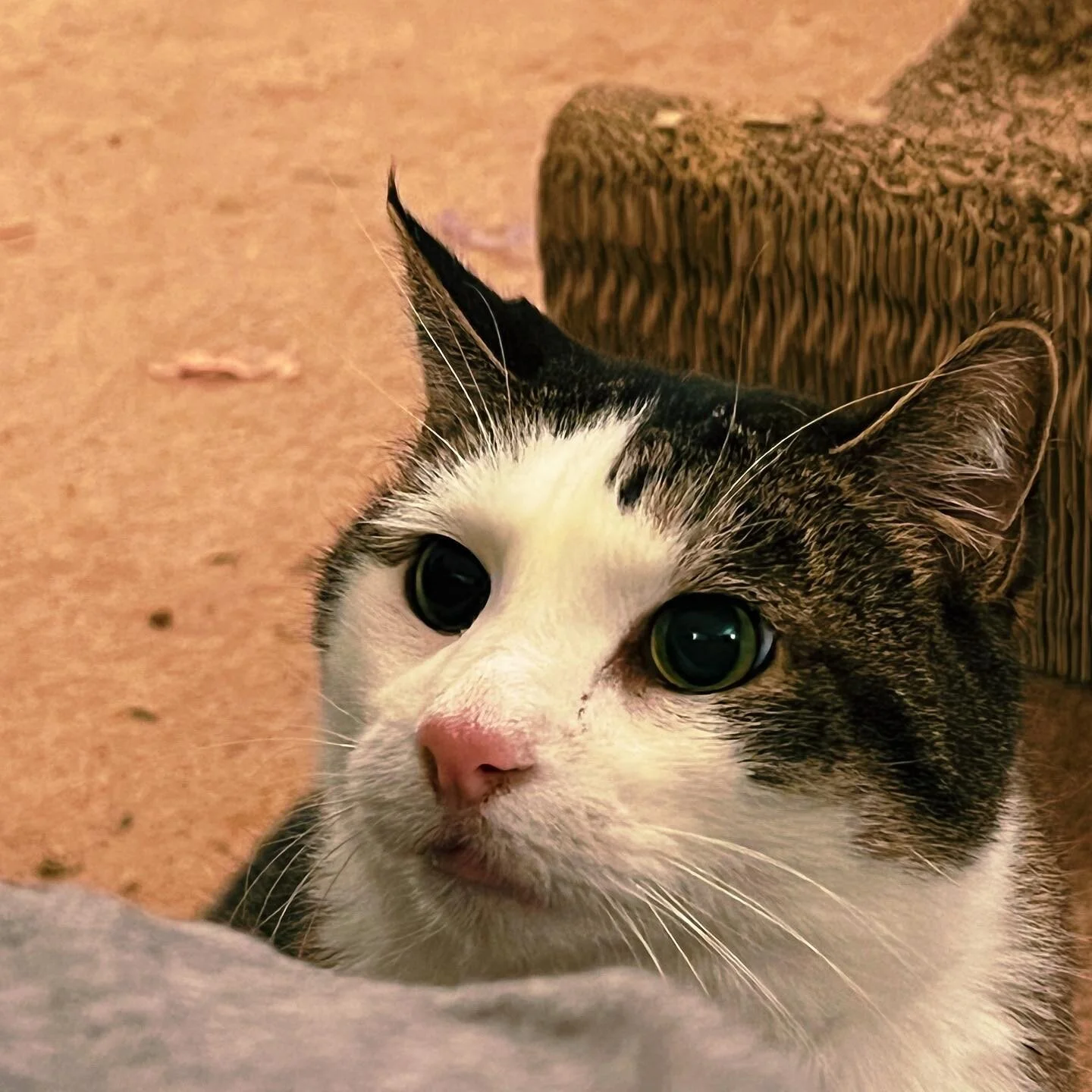 Mother, I choose violence. This is the face I make before I attack! #talon #adoptdontshop #cats #catsofinstagram