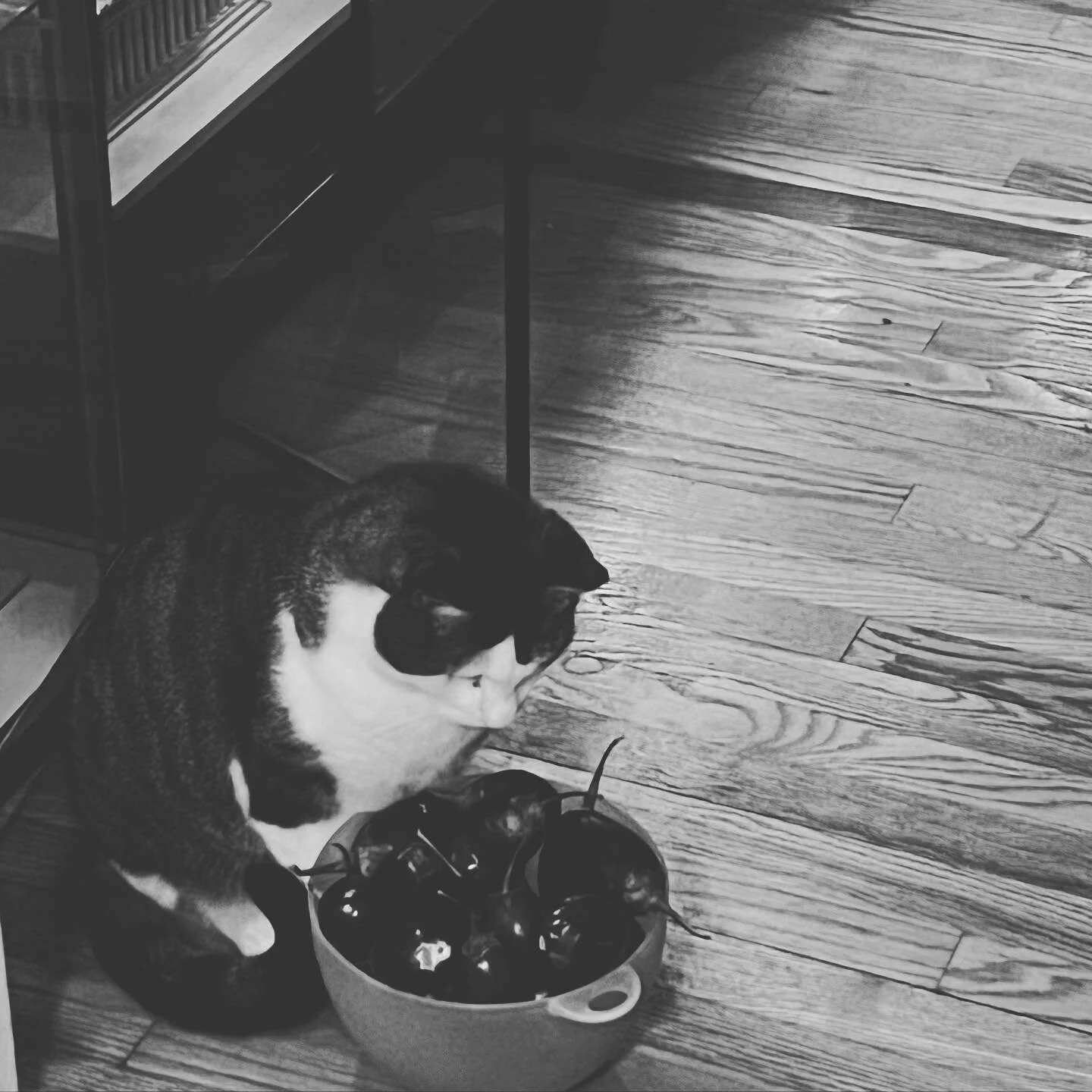 Threatening to become a vegetarian if not fed in time. Don&rsquo;t worry, he&rsquo;s bluffing and doesn&rsquo;t actually eat any vegetables.