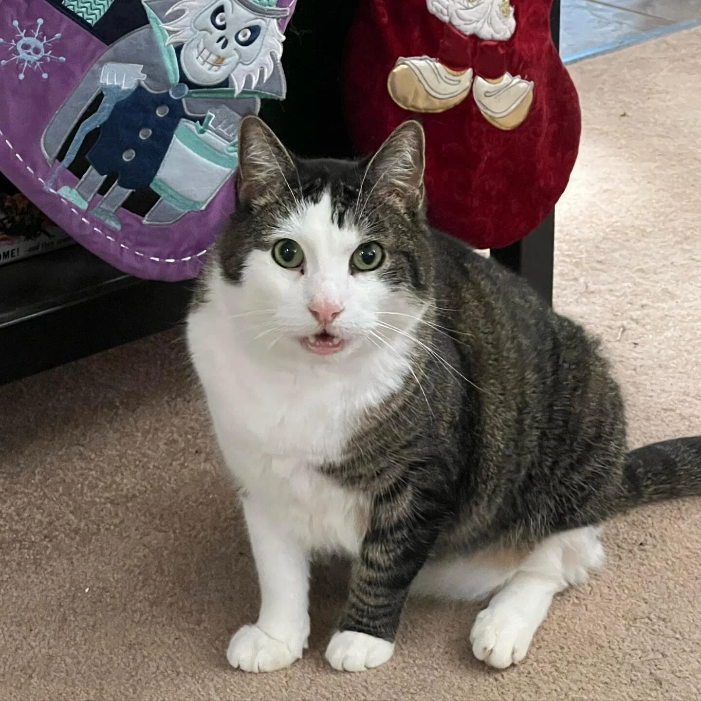 What?! #adoptdontshop #cats #catsofinstagram #feedme #talon