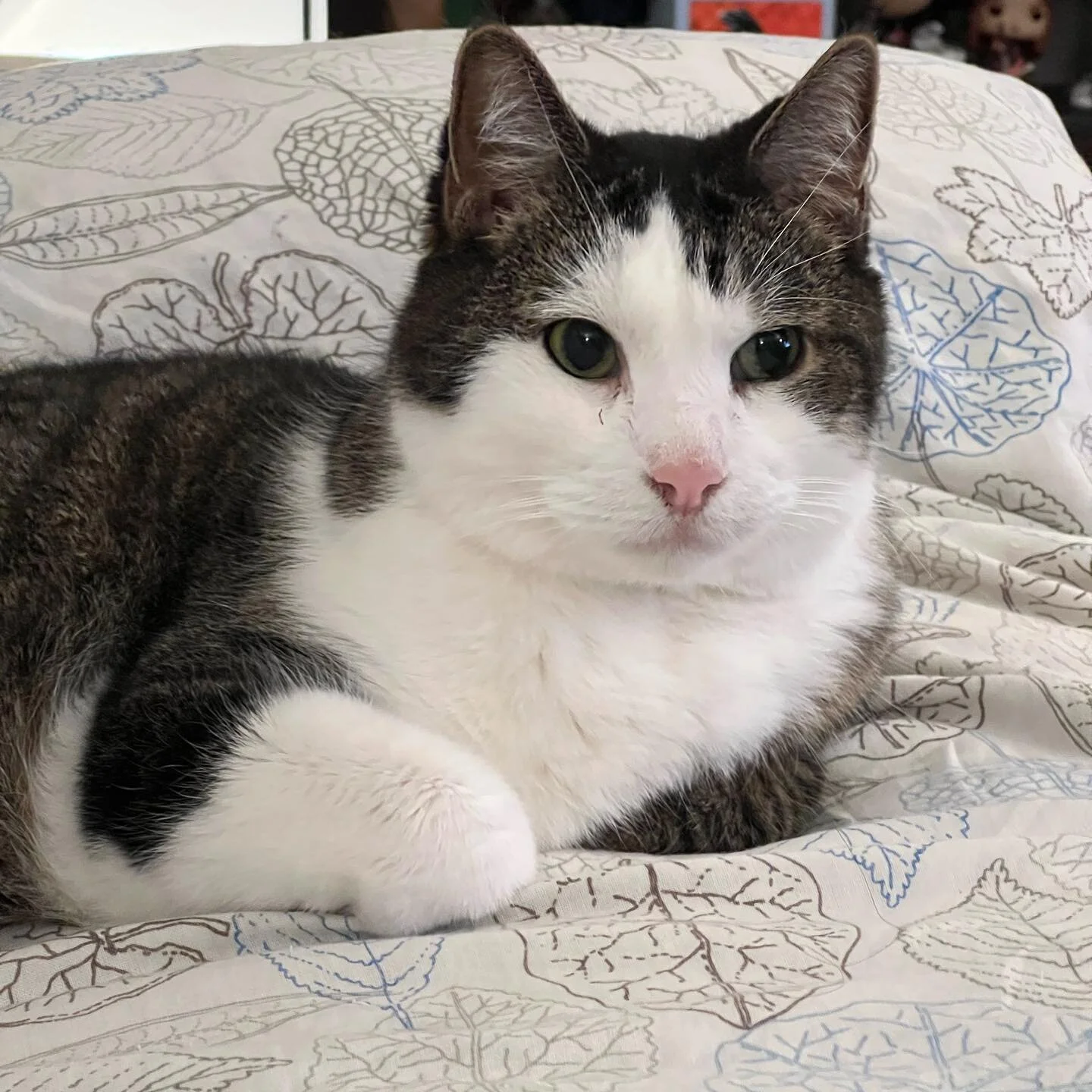 Talon photo dump #adoptdontshop #talon