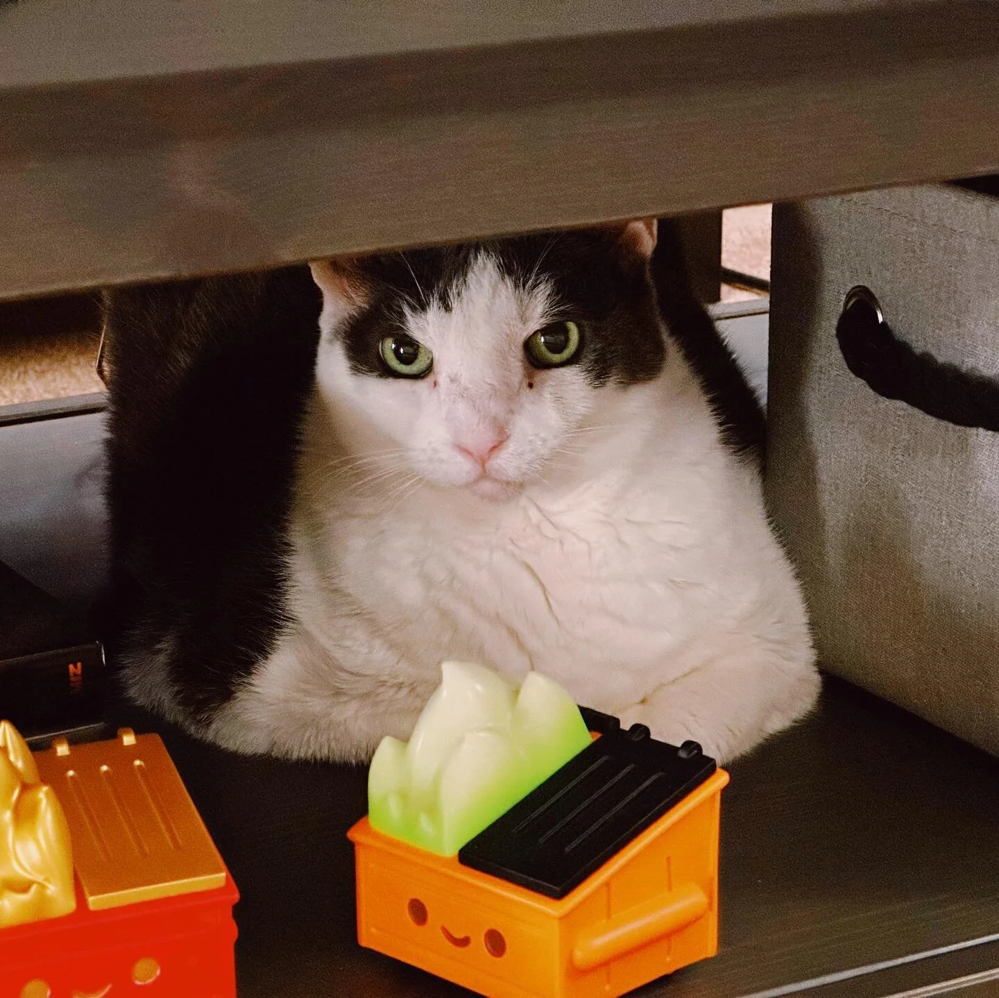 Shiba is getting ready for the spooky season. #adoptdontshop #cats #catsofinstagram #shiba