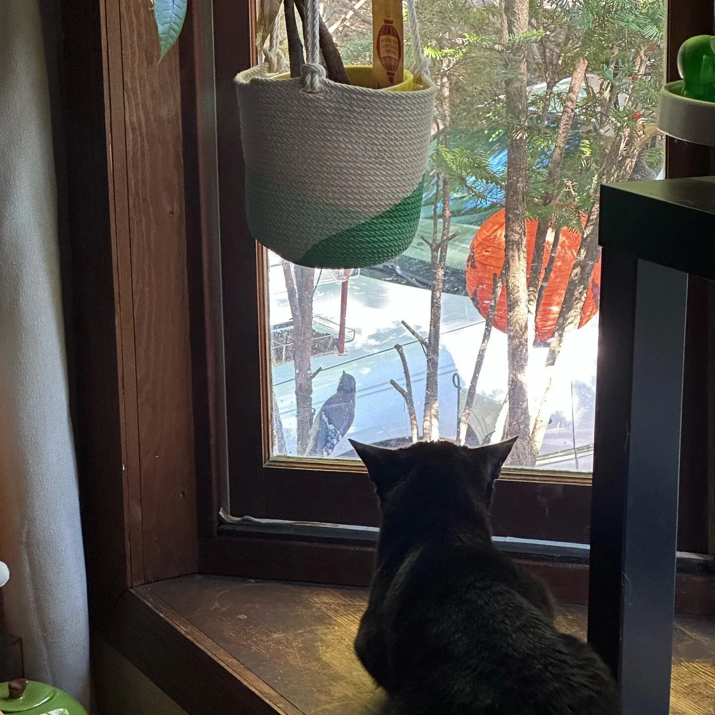 Birdwatching #catsofinstagram #void #blackcat #adoptdontshop