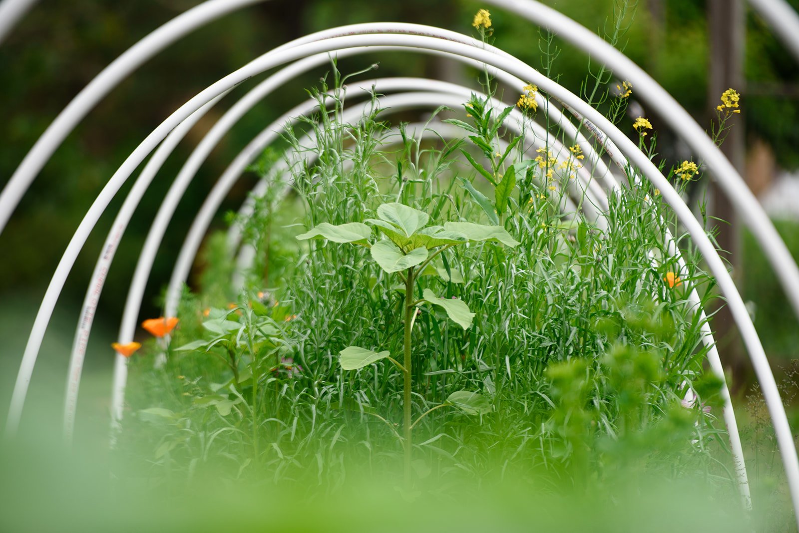 Campus Beautification Day