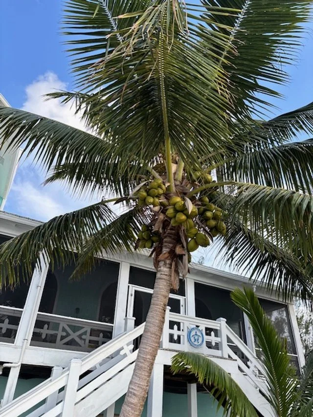 Lots of coconuts to enjoy!