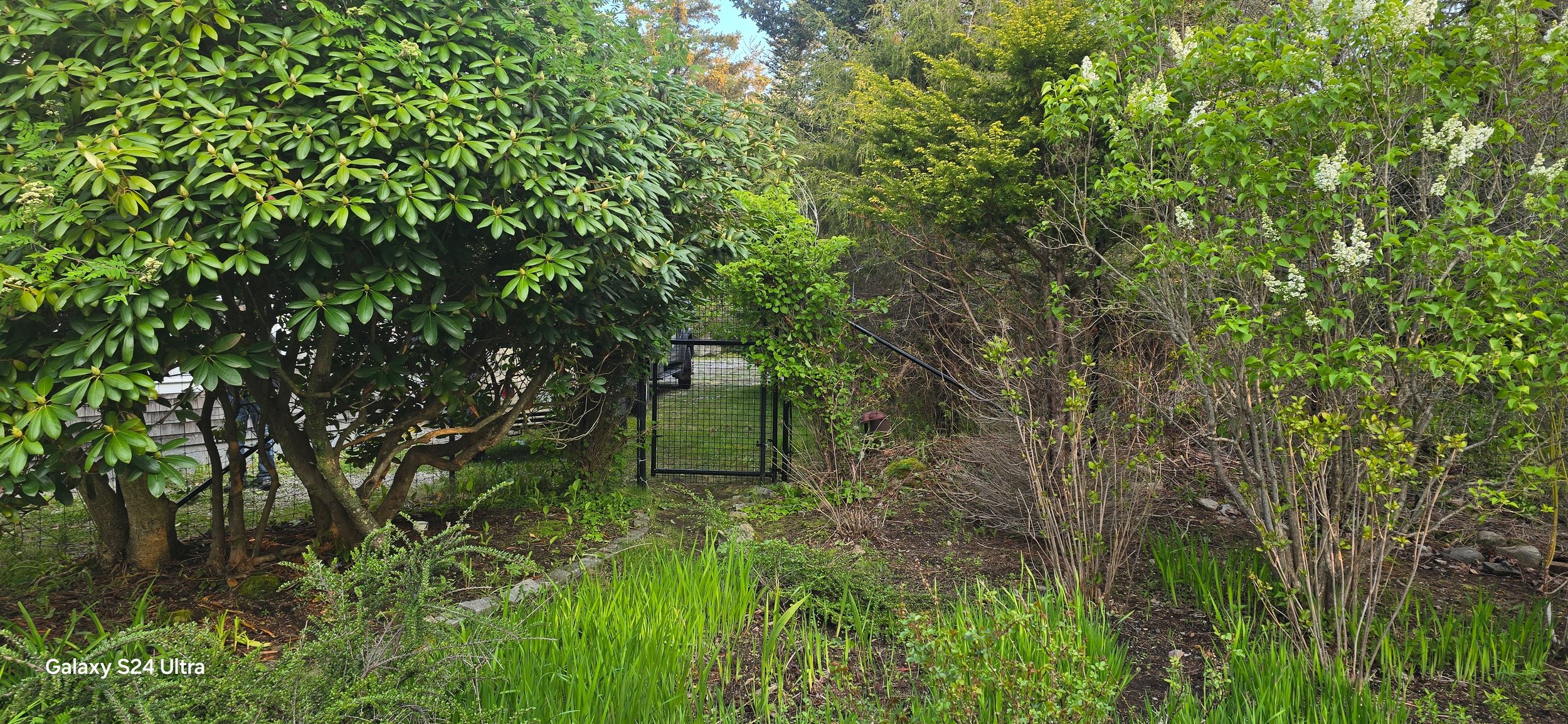 black on black steel deer fence (DF3)