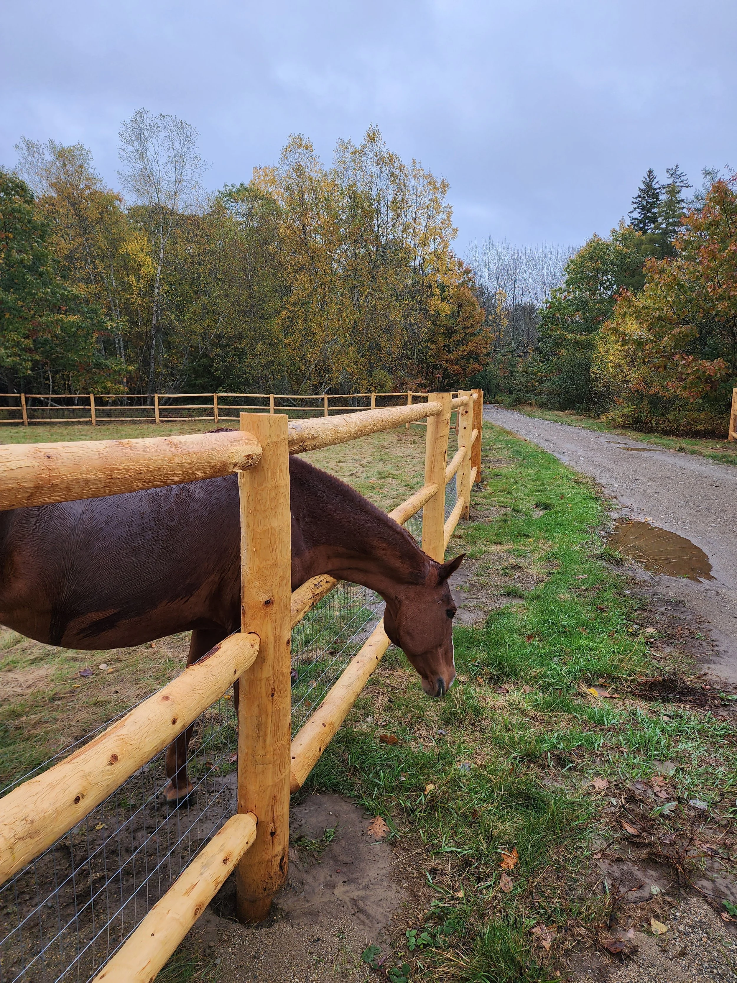 Horse grazing through an open 3 rail cedar post and rail with attached wire at bottom to keep small dog safe