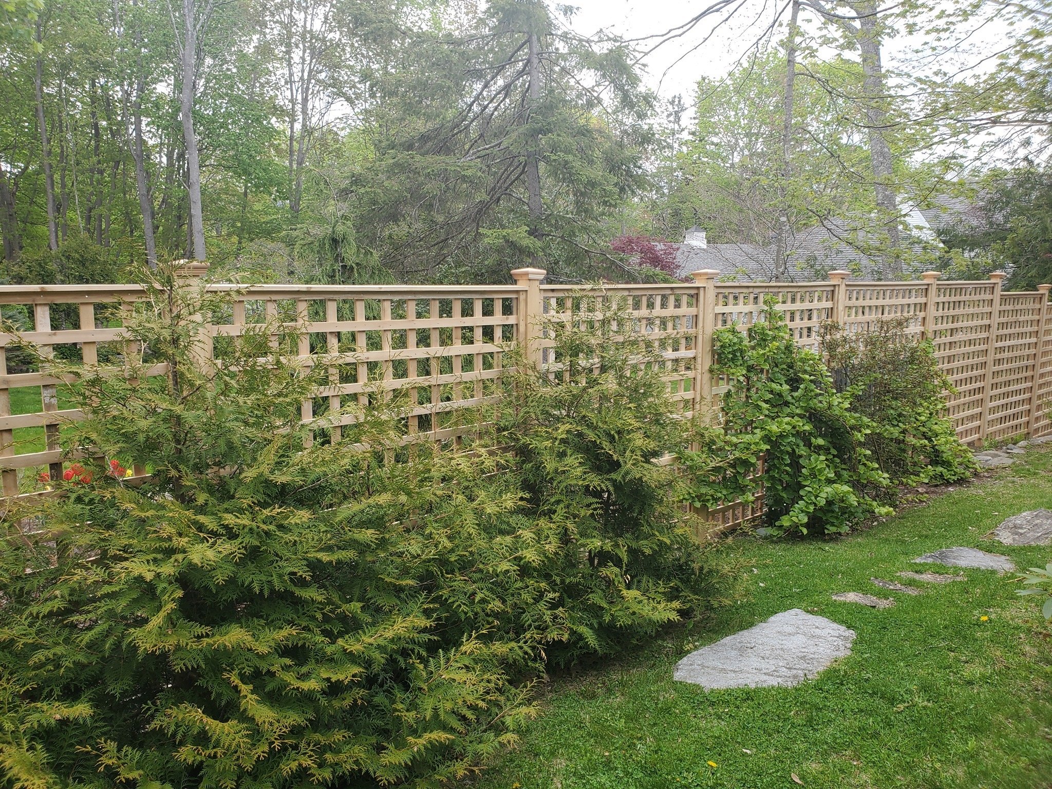 white cedar lattice (C54)