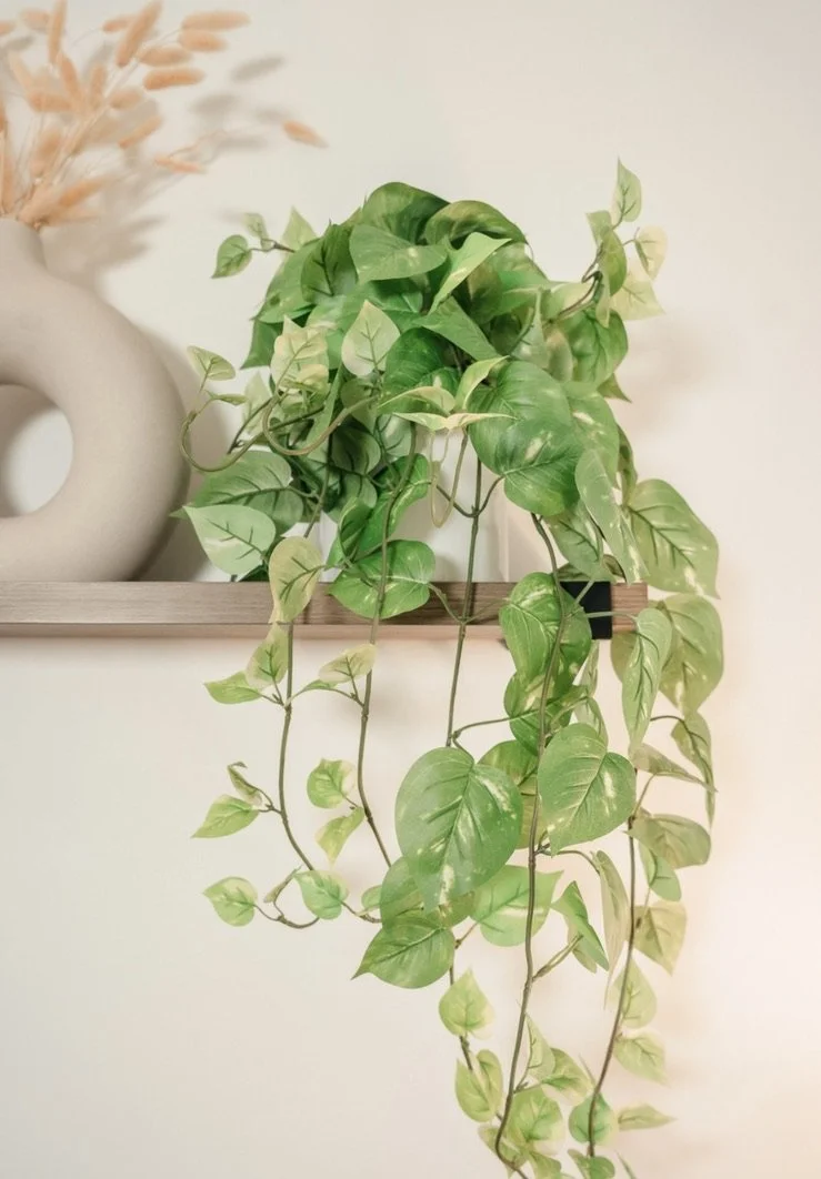 Green trailing plant displayed on a shelf inside the Lokahi Wellness Collective counselling office.