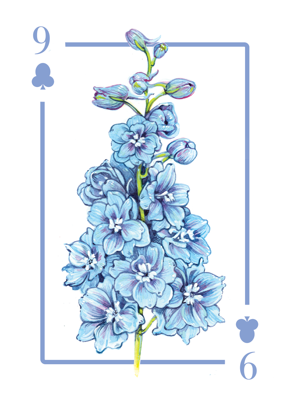 Delphinium