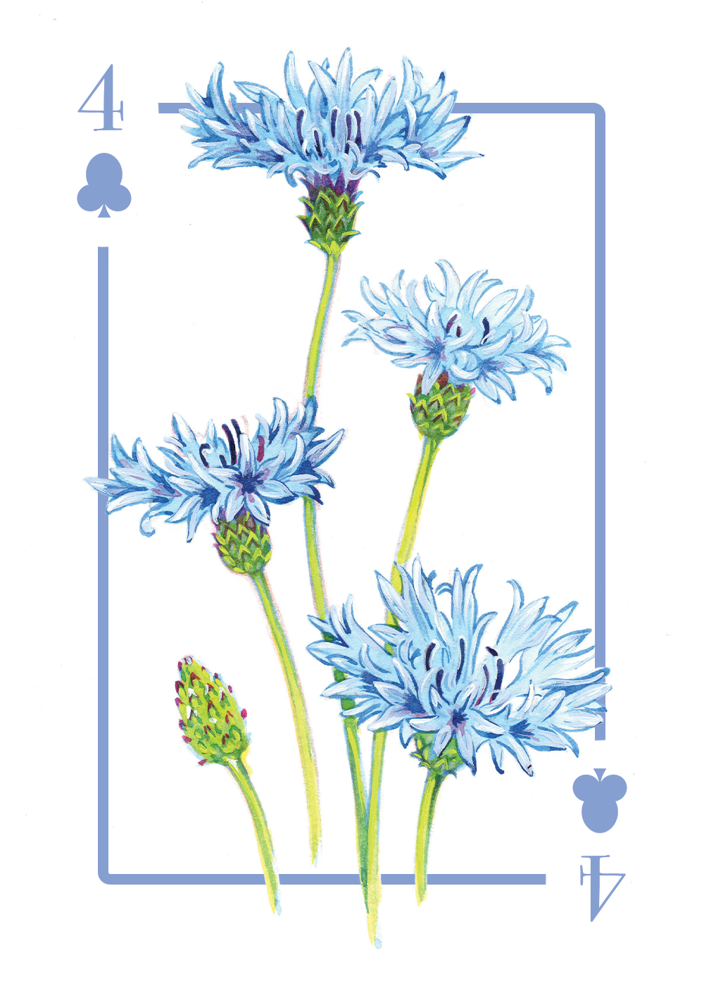 Cornflower