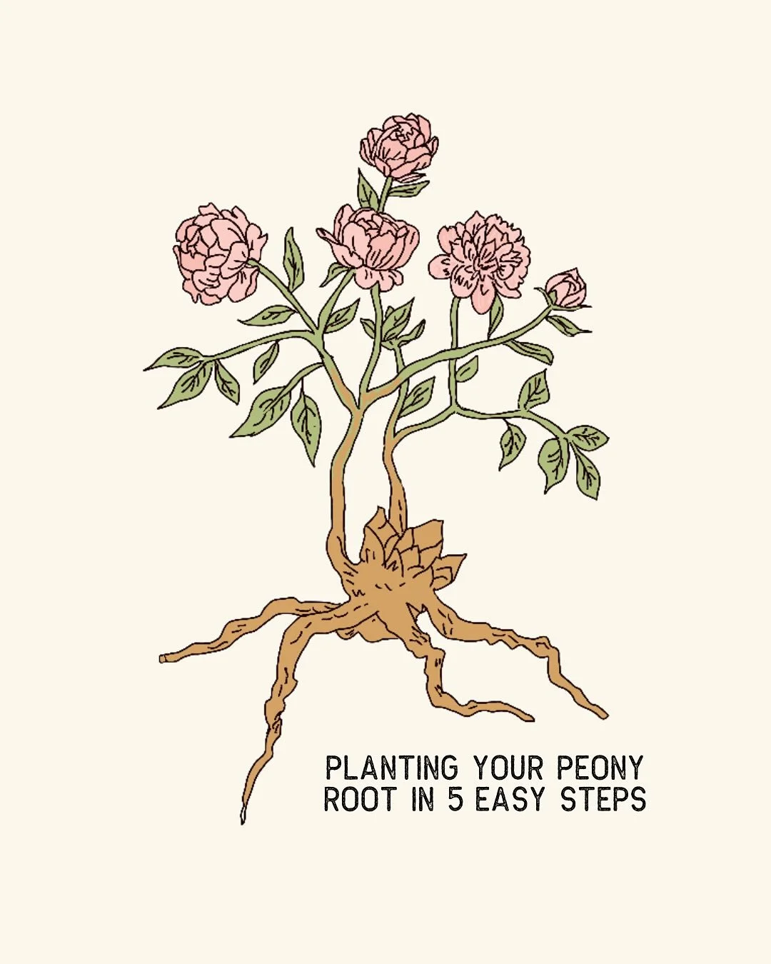 Good news, peony lovers &mdash; it&rsquo;s not too late to plant your roots! As long as the ground isn&rsquo;t frozen, your roots can still settle in beautifully before spring🪏🌸 Here are 5 simple steps to make your planting process easy! 

Illustra