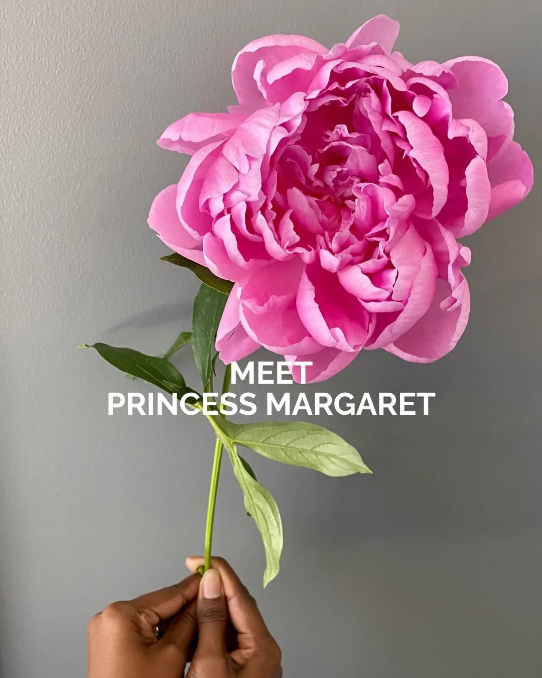 MEET THE PEOPLE BEHIND THE PEONIES🌸

With thousands of varieties, many peonies carry names inspired by notable figures throughout history. Here are a few of our favorites, each rooted in a story🌱📜📚

PS&hellip; one of these is about to have their 