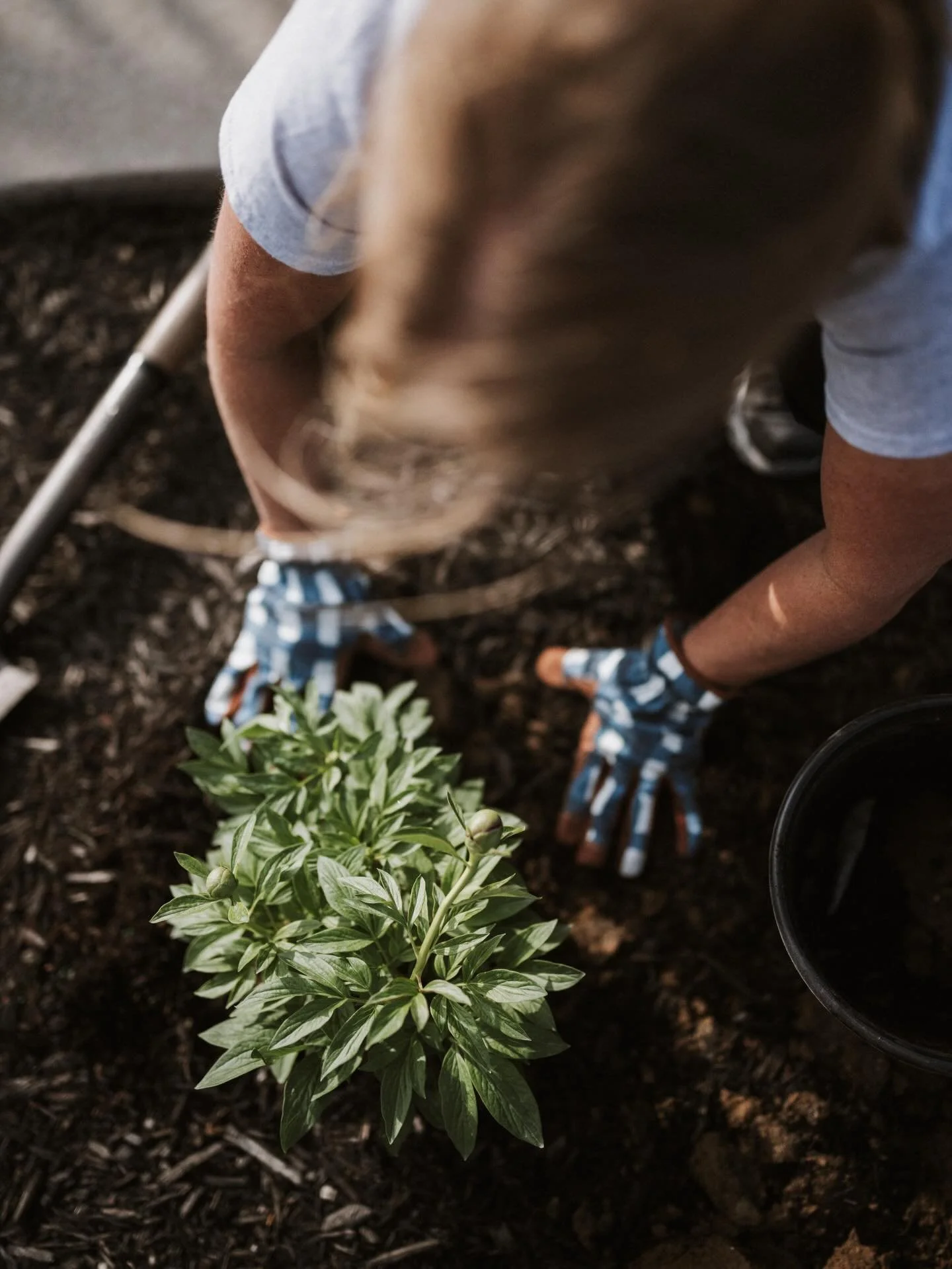 Rooted in community, blooming with purpose🌱🌸

We recently planted peonies at two meaningful Noblesville locations&mdash;each telling a story of legacy, connection, and support for the Indiana Peony Festival.

At the Hamilton County Courthouse, stun