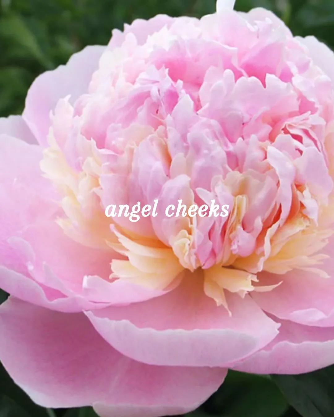 Bringing you the OFFICIAL list of peony varieties for sale THIS SATURDAY at the 6th Annual Indiana Peony Festival🌸✨

Meet us at the Peony Plant Tent at the corner of 10th &amp; Hannibal Street near Seminary Park to shop these incredible, thoughtfull