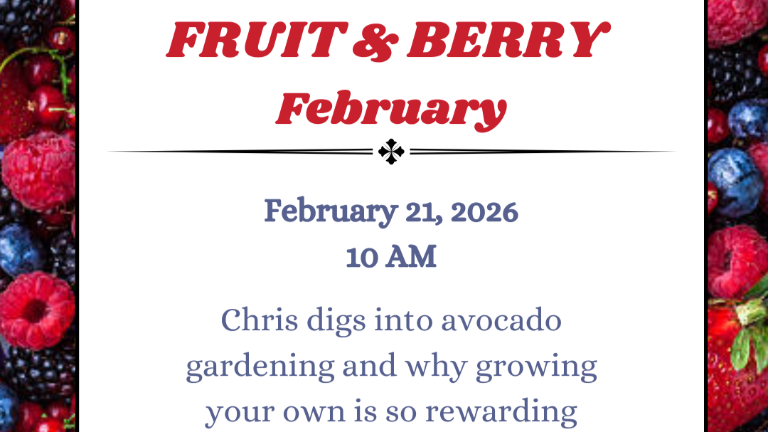 Fruit & Berry February: Avocados! 