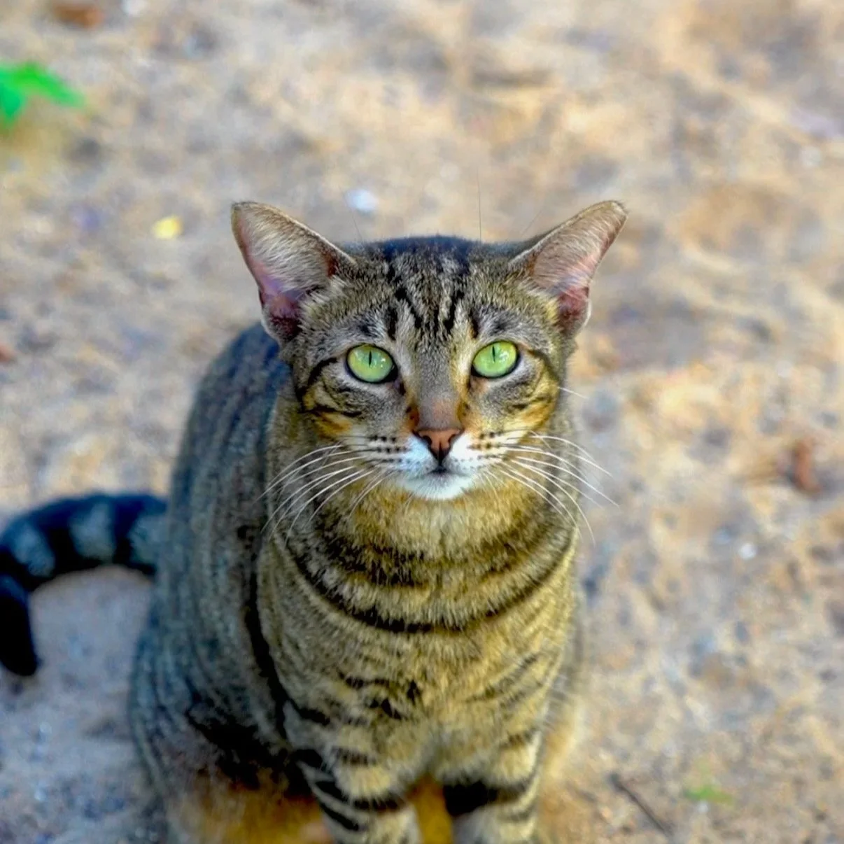 Gatos del Viejo San Juan Thmnl.jpg