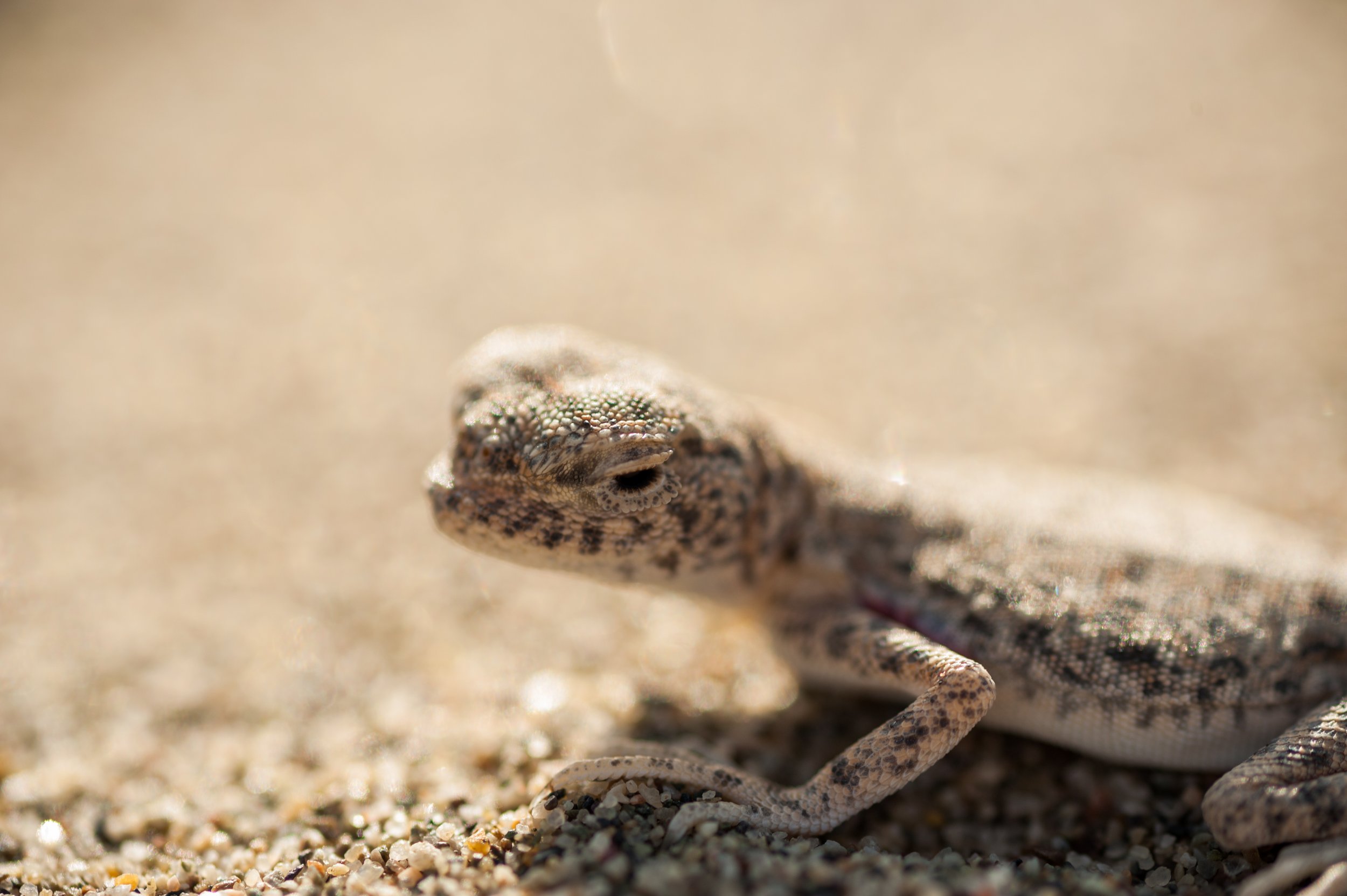 DSC_0594.jpg