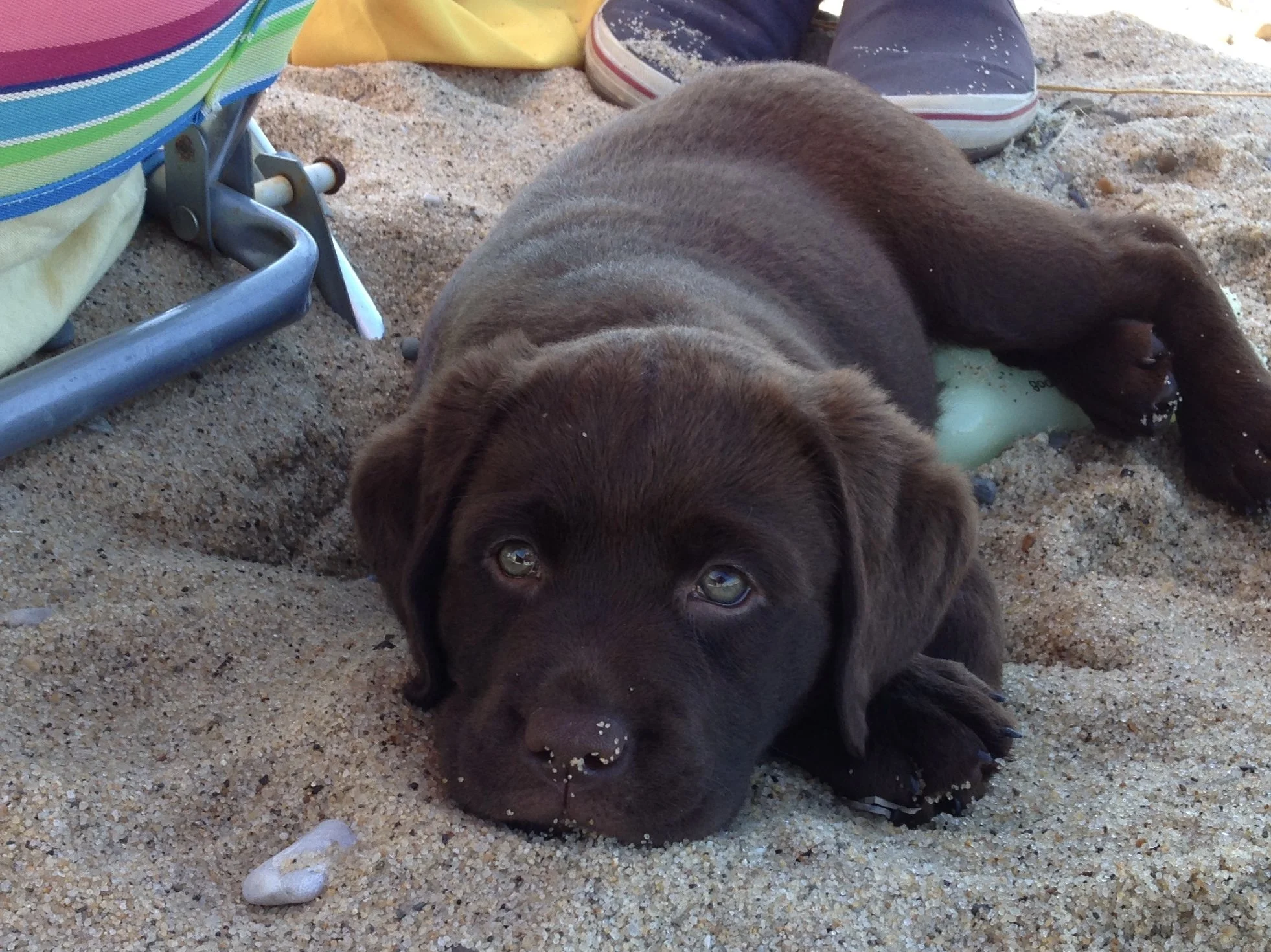 Our Story — Pudding Hill Farm Labradors