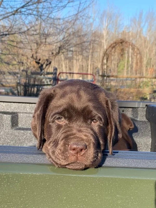 Our Story — Pudding Hill Farm Labradors
