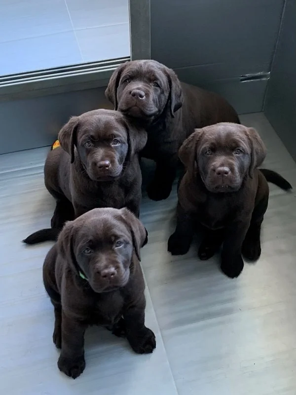 Our Story — Pudding Hill Farm Labradors